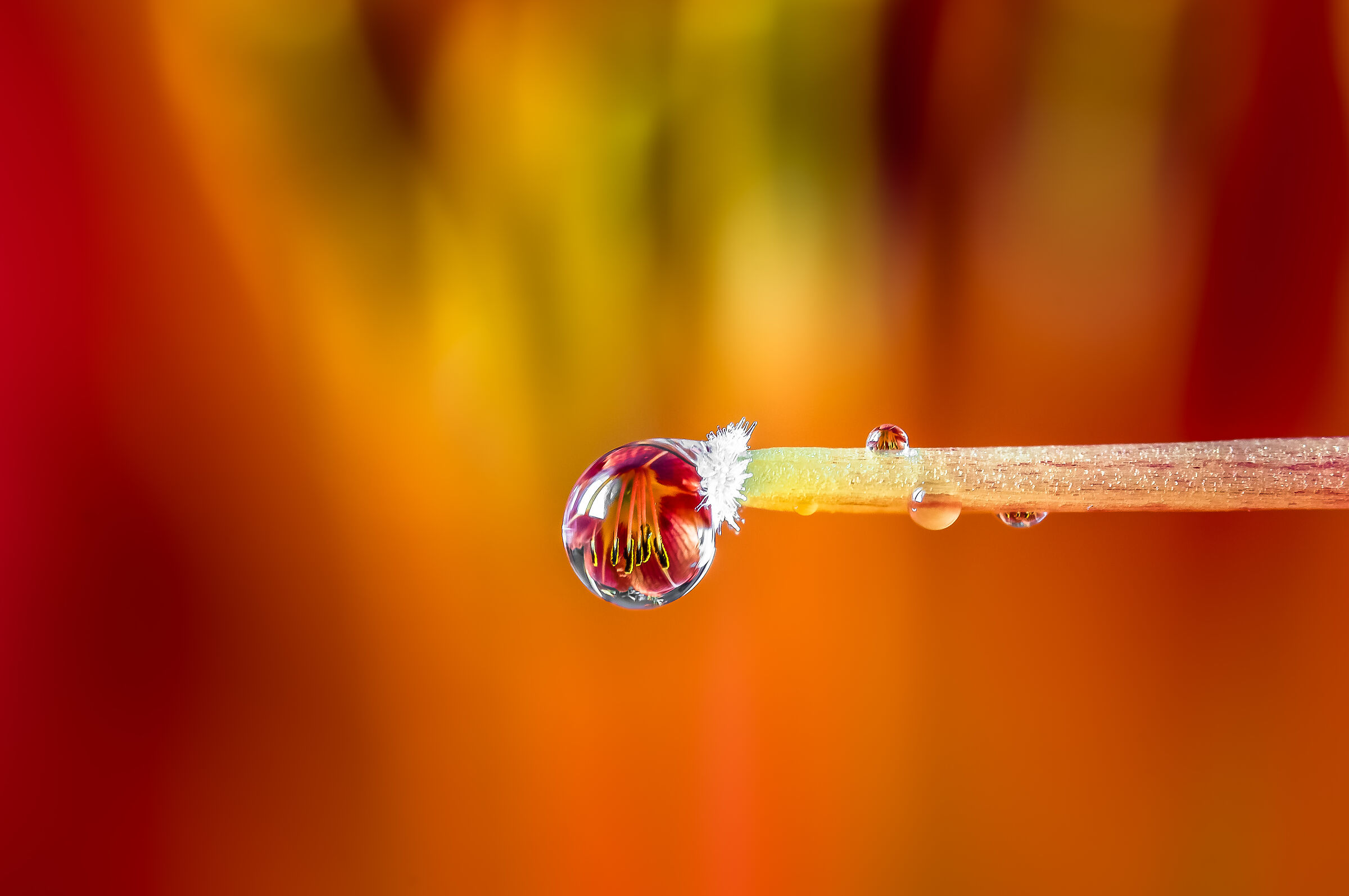 Drops Flowers Gocce Fiori Riflessi Mario jr Nicorelli m