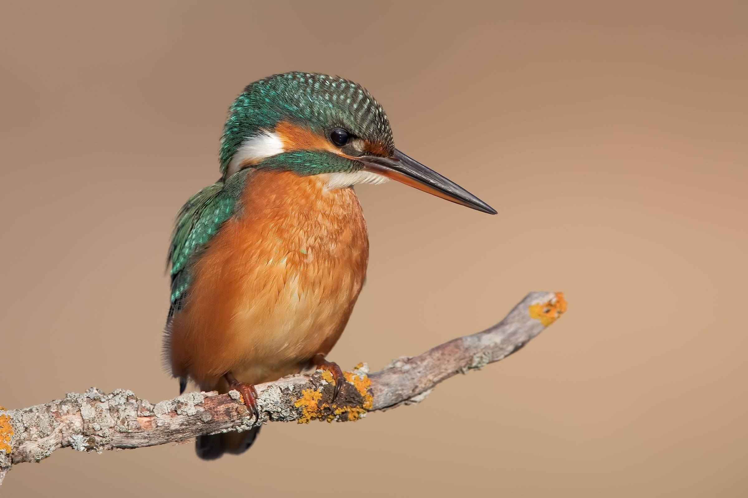 Kingfisher