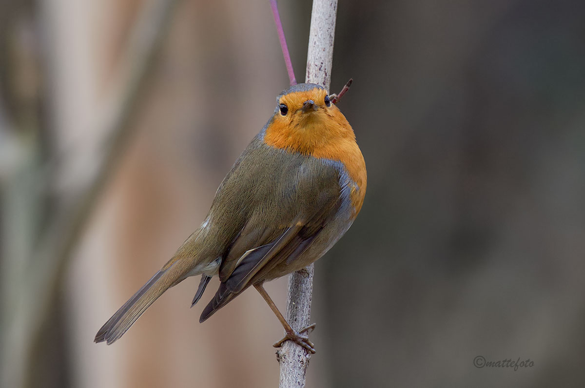Robin (Erithacus Rubecula)