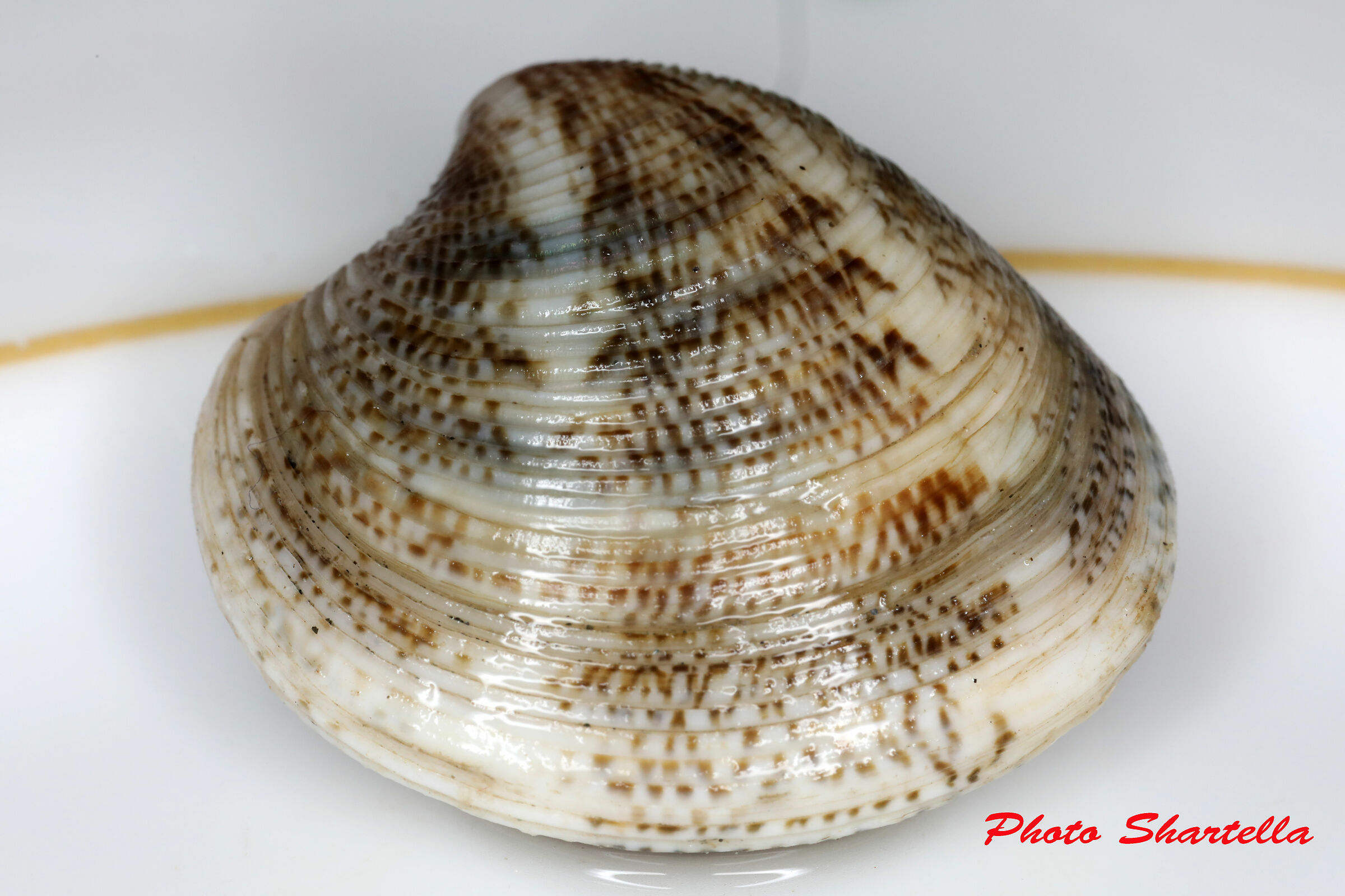 Clam