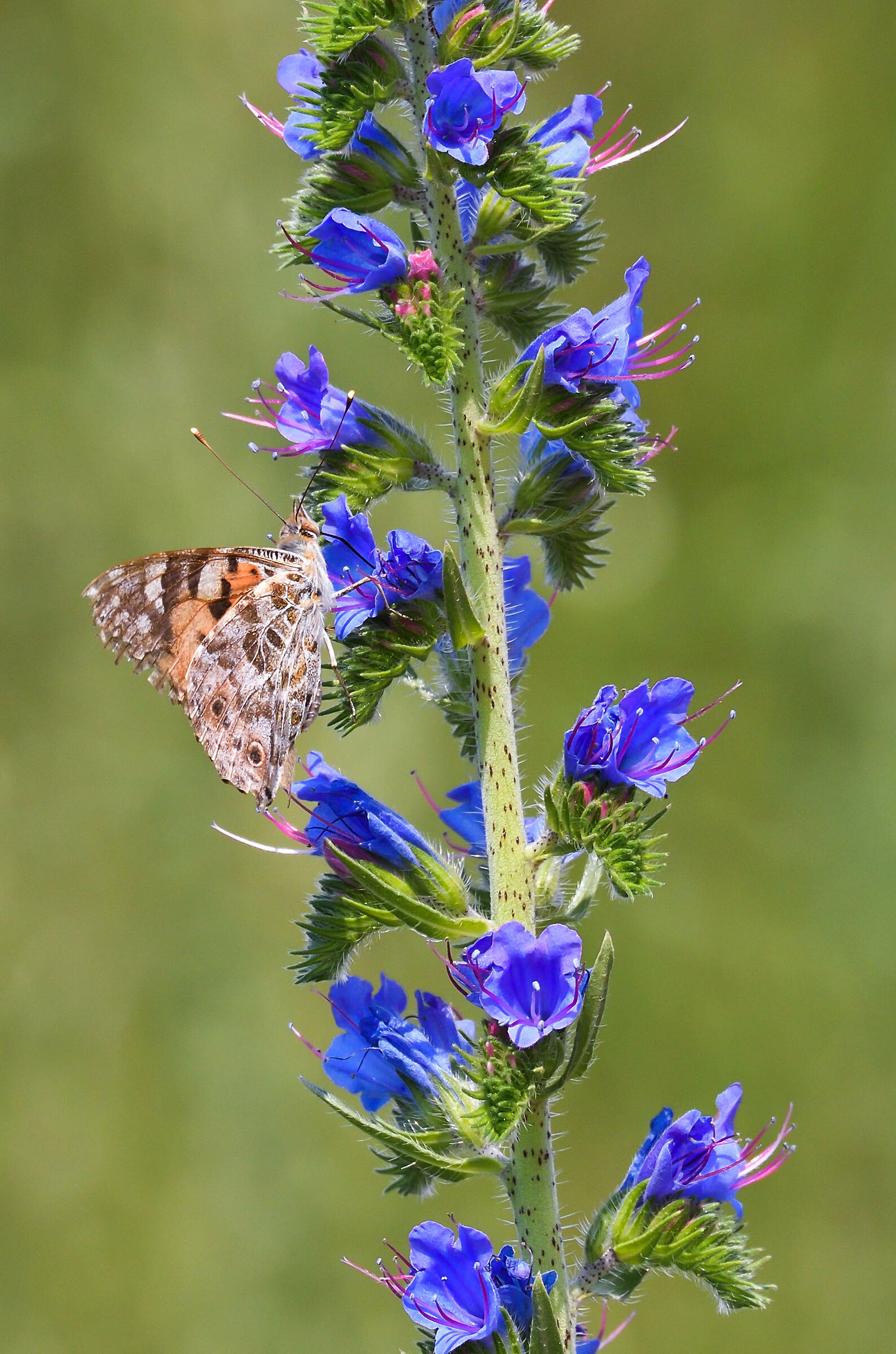 Vanessa Cardui. La valle del fiume Bug