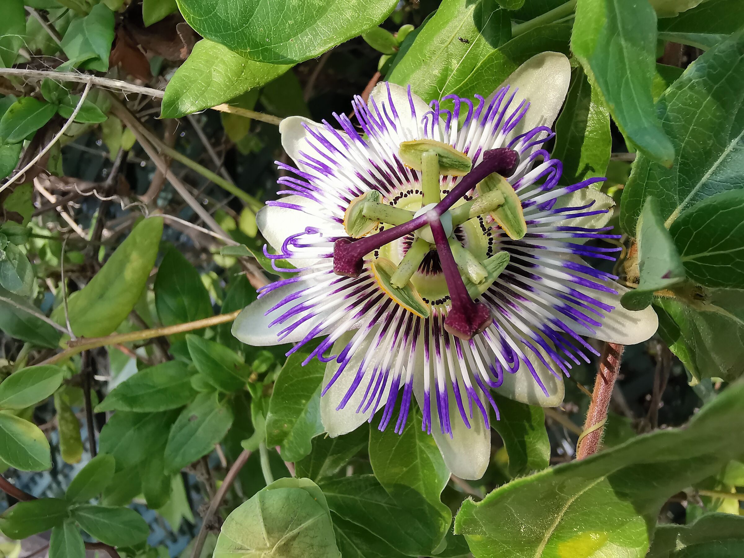 Passiflore a Lagoa