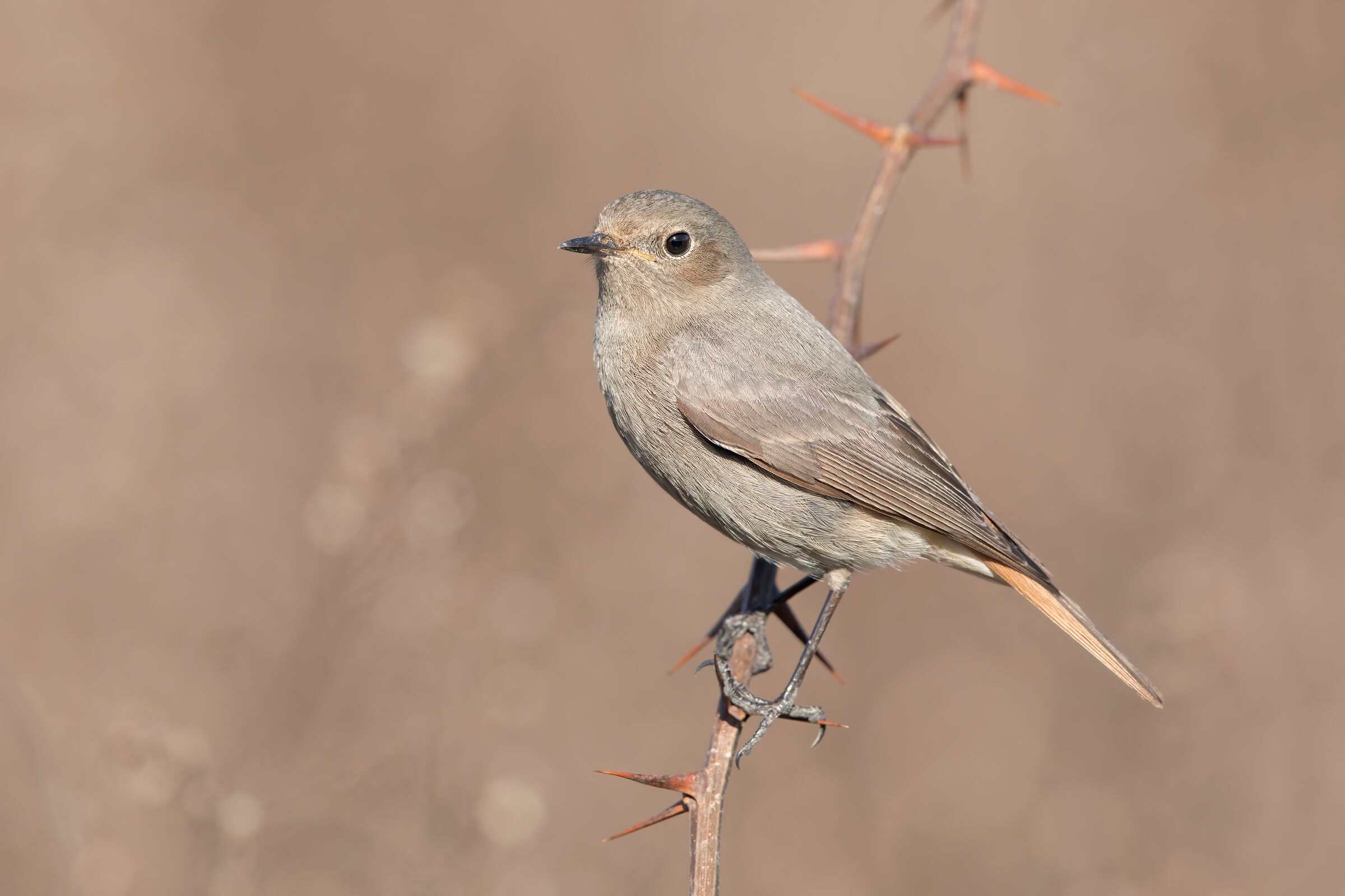 Full resolution chimney sweep