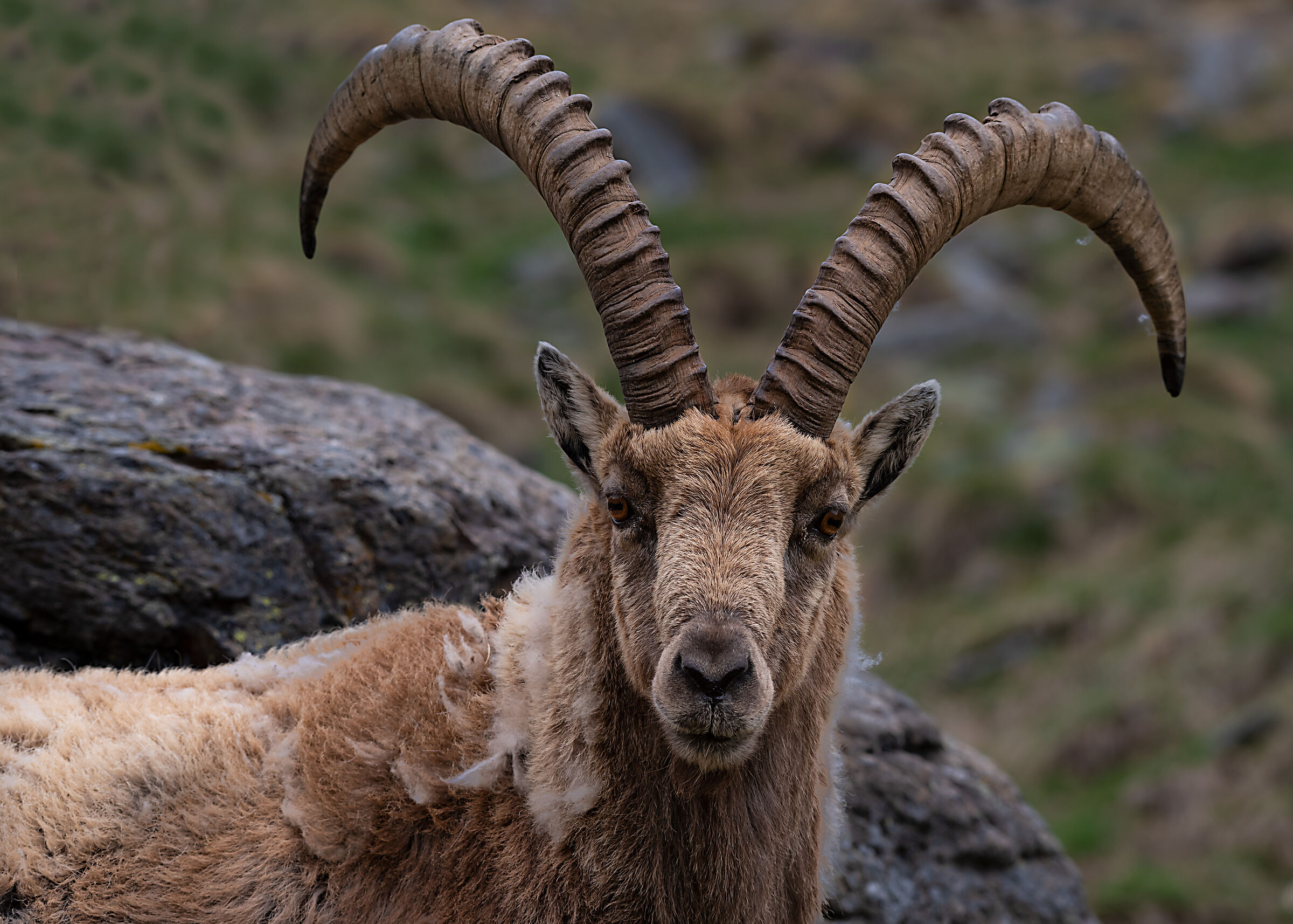 Ibex