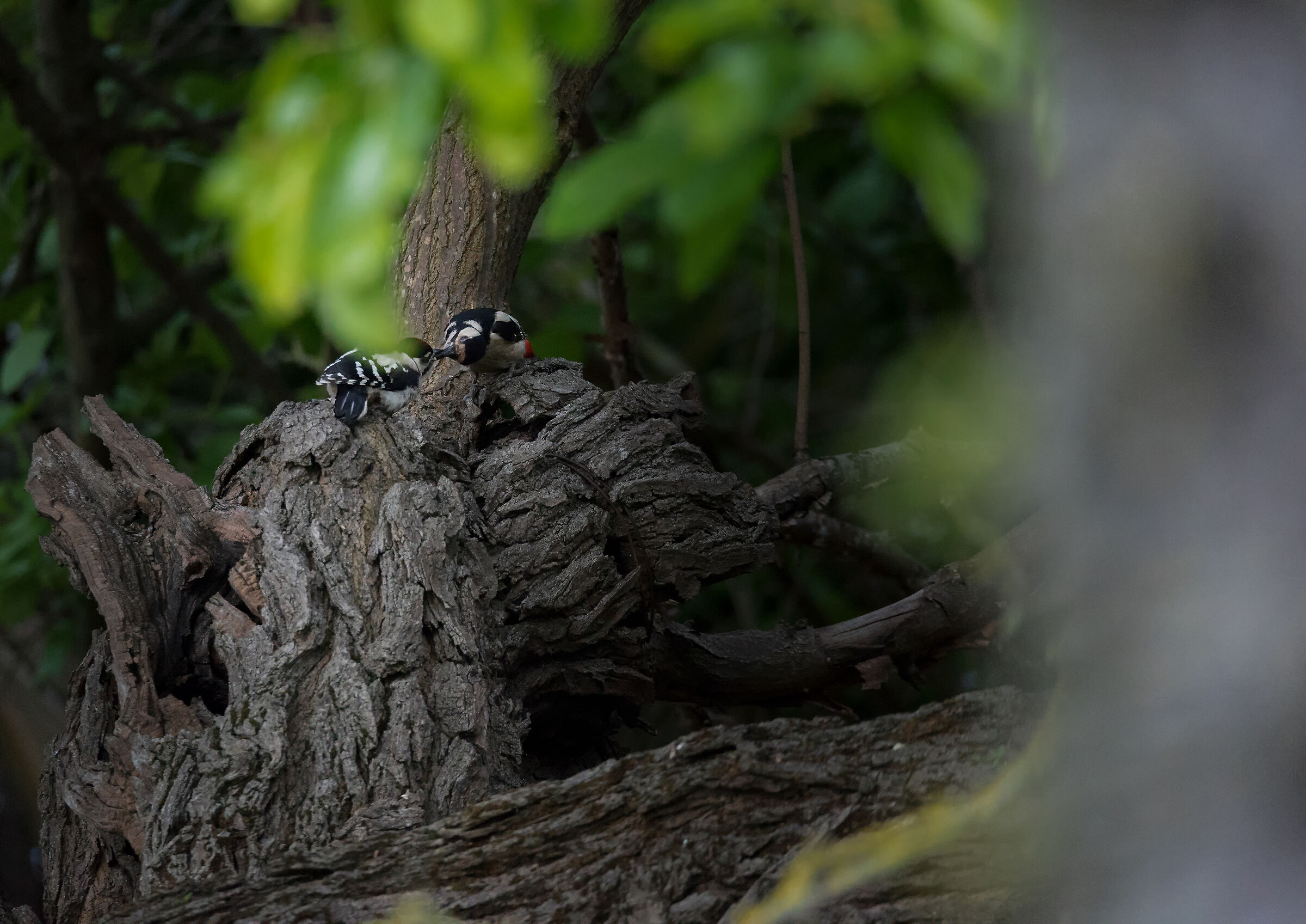 Picchi rossi in imbeccata