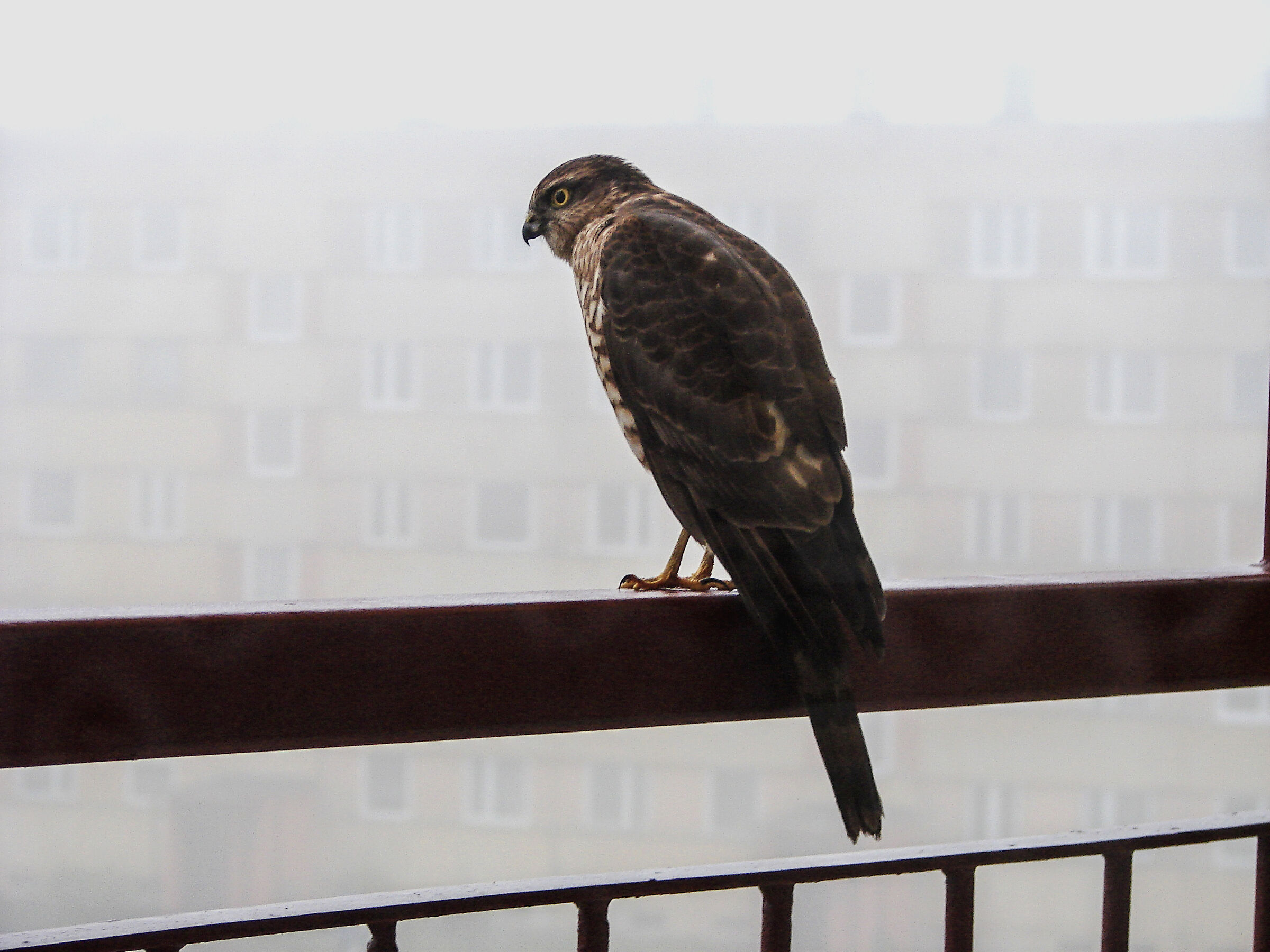 Sparrow hawk (Accipiter nisus)