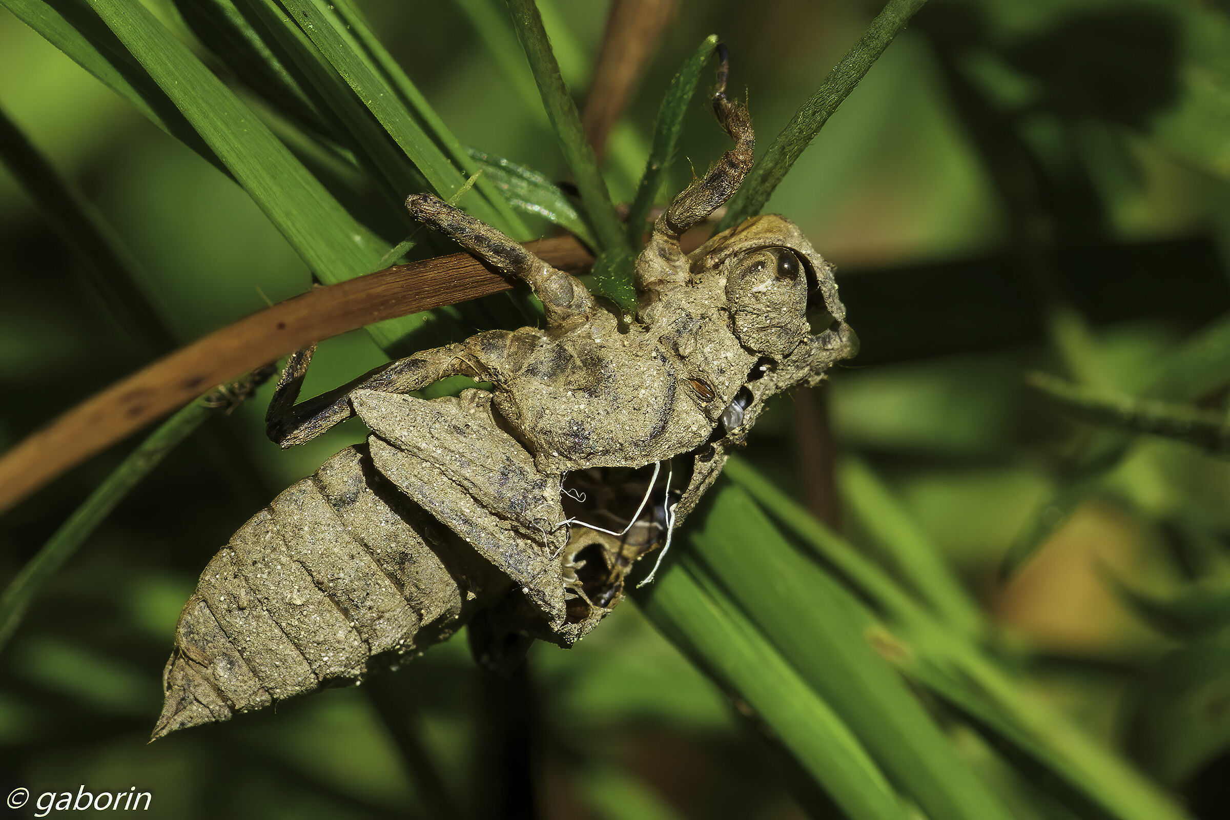 esuvia di libellula depressa