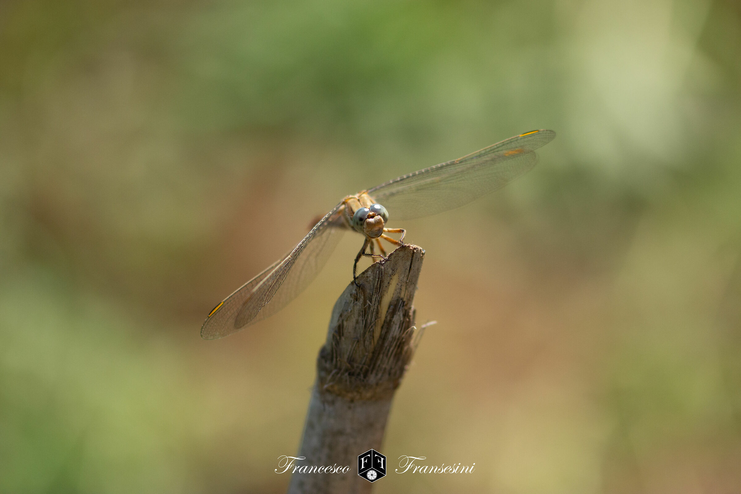 Dragonfly