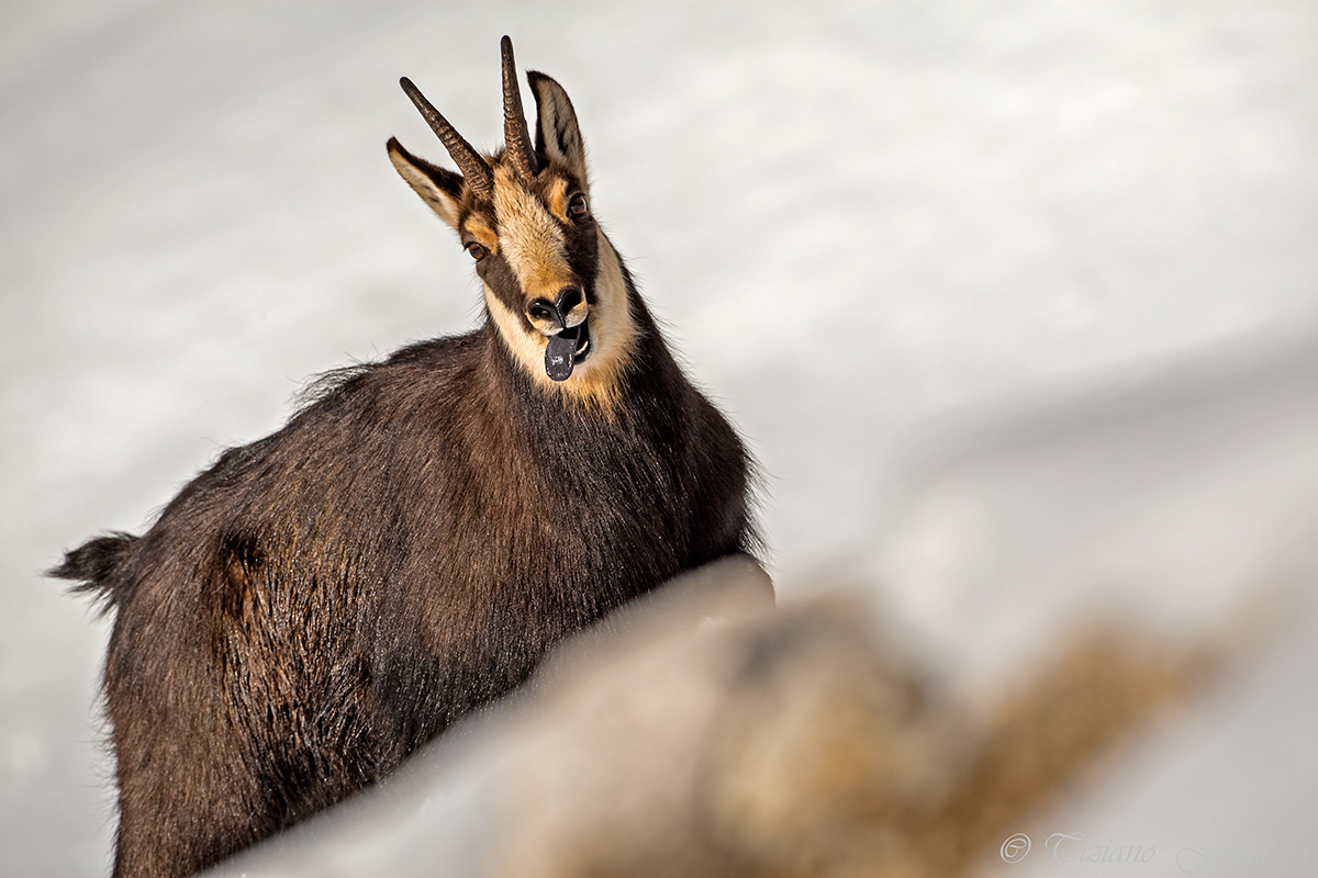 linguaccia... camoscio