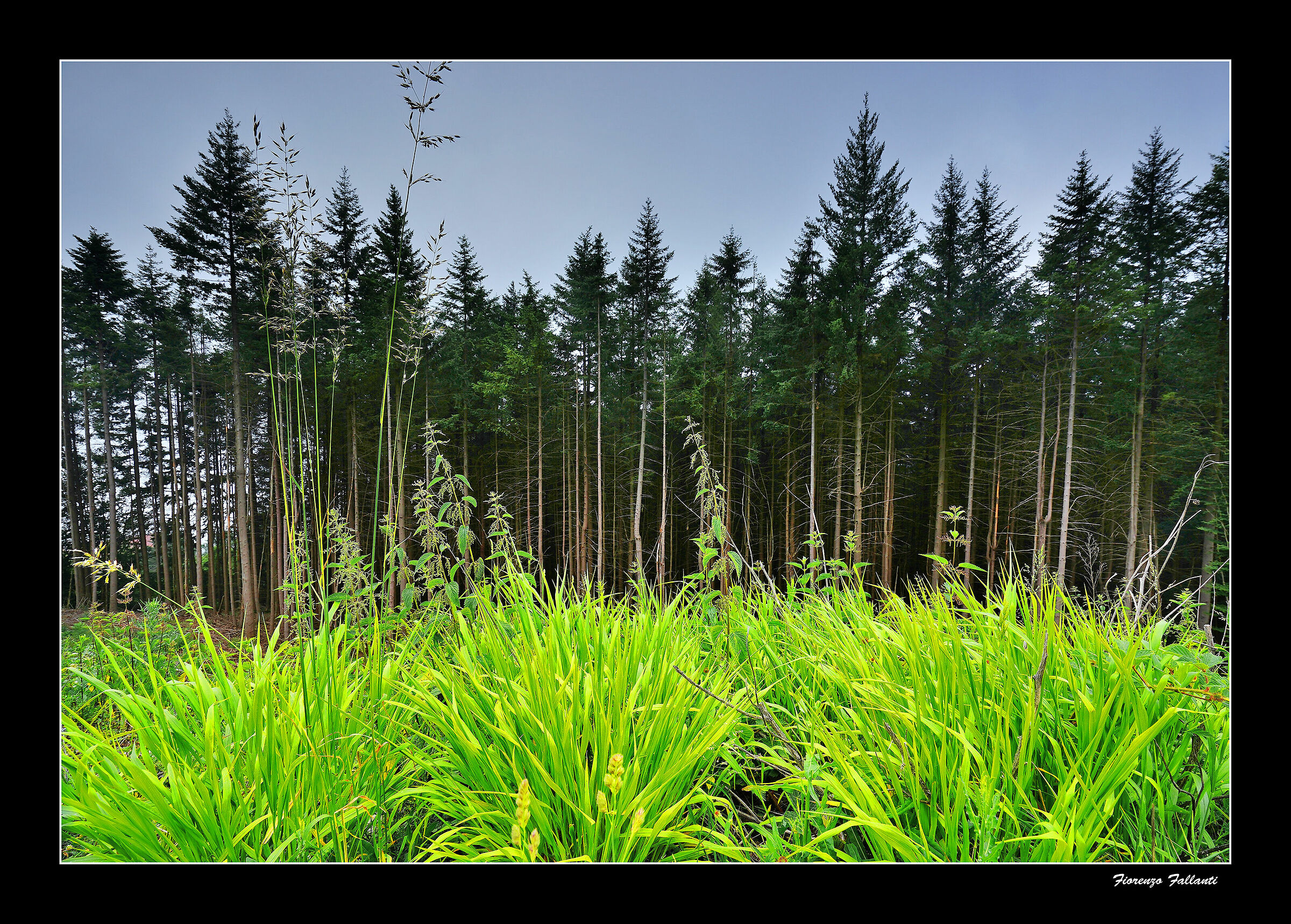 Nebbie estive in appennino