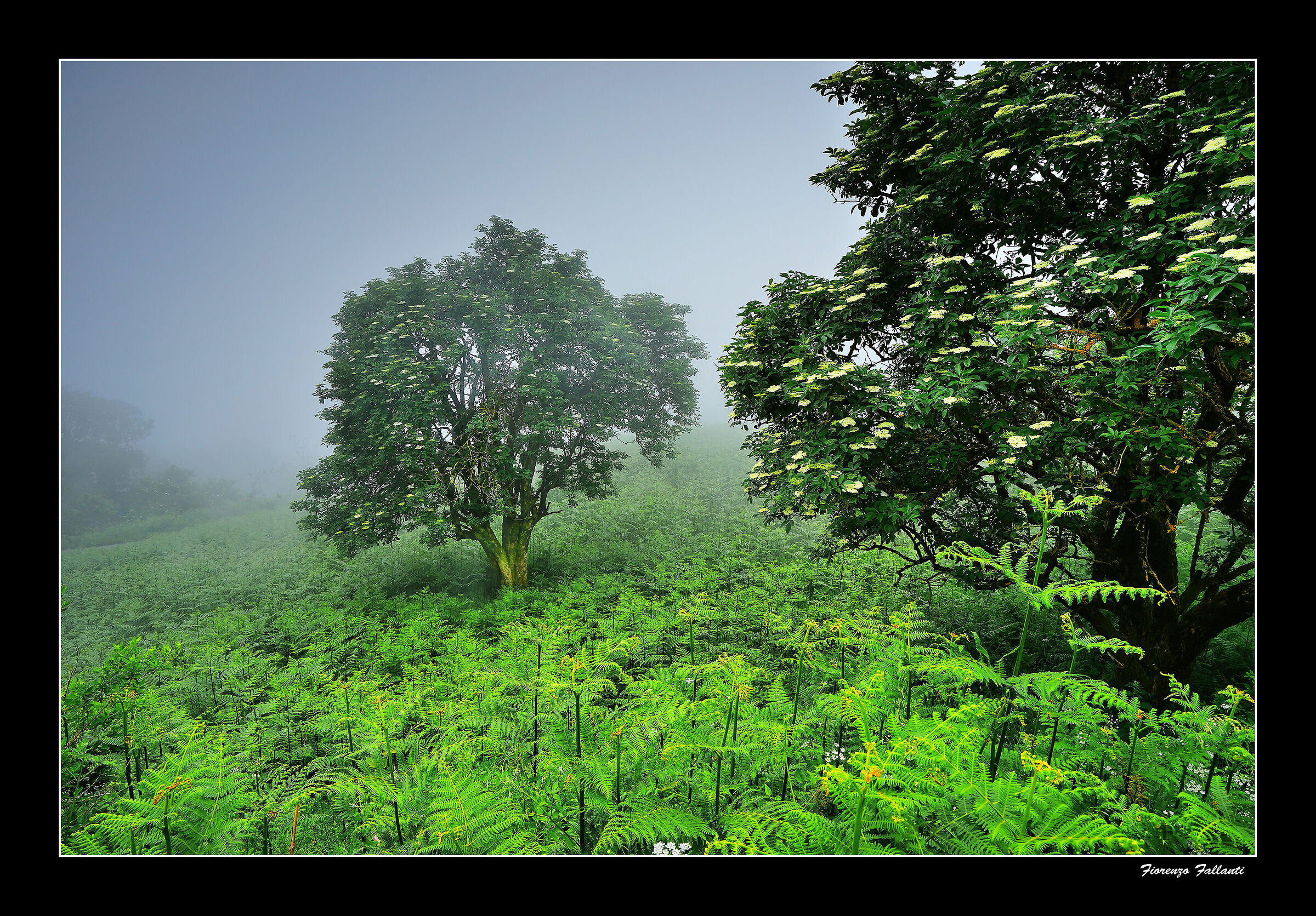 Nebbie estive in appennino 2