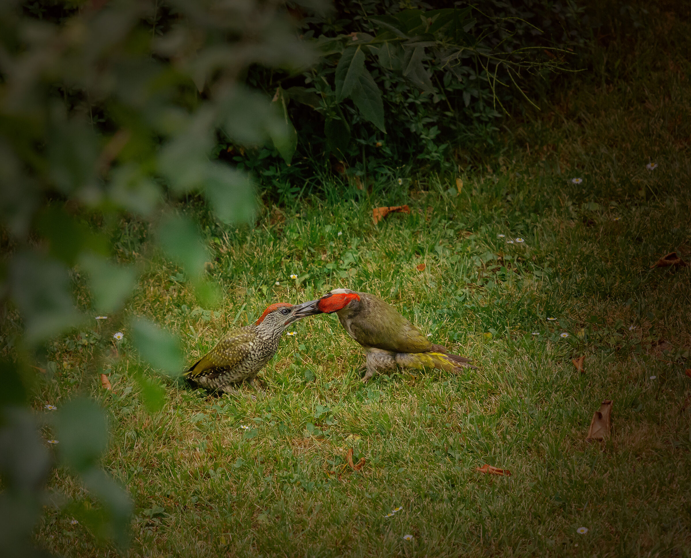Green woodpecker