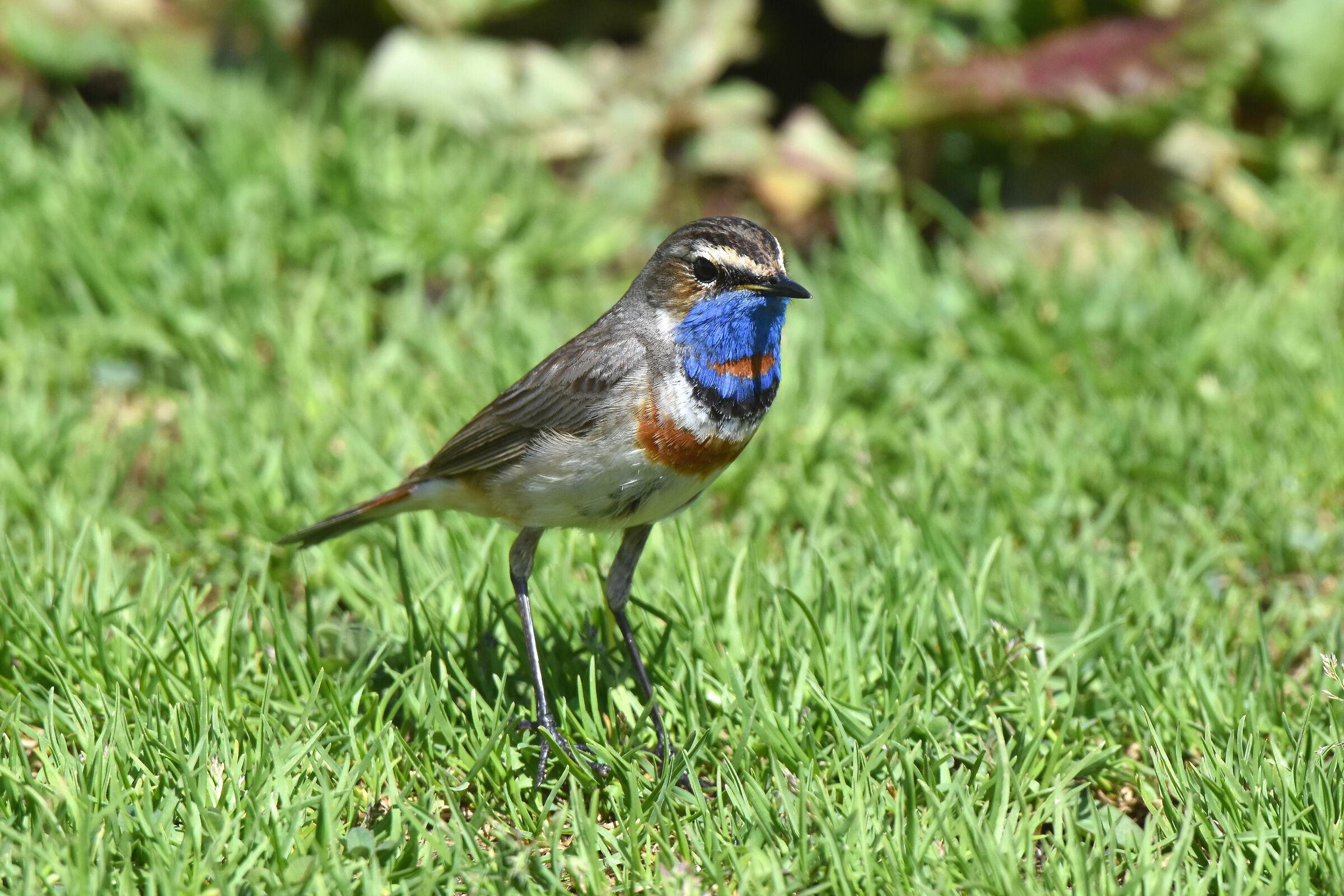 Un piccolo gioiello della natura
