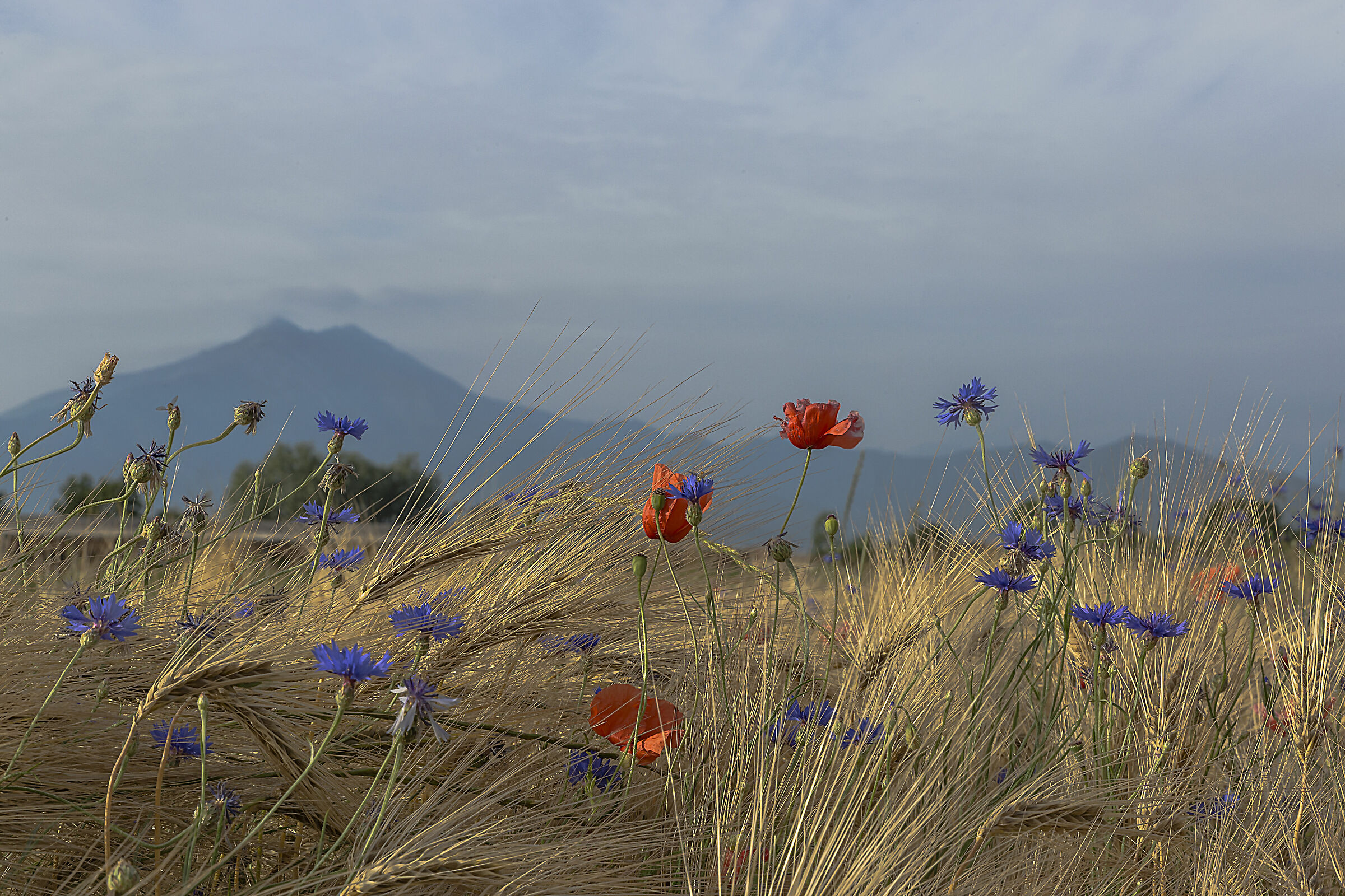 FIordalisi e Papaveri