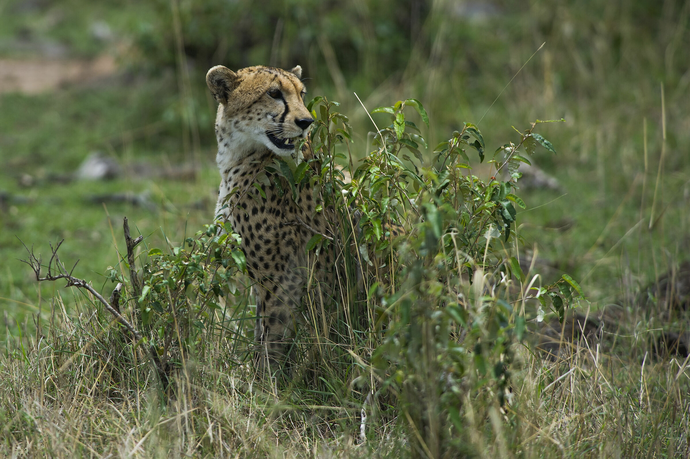 In attesa della preda