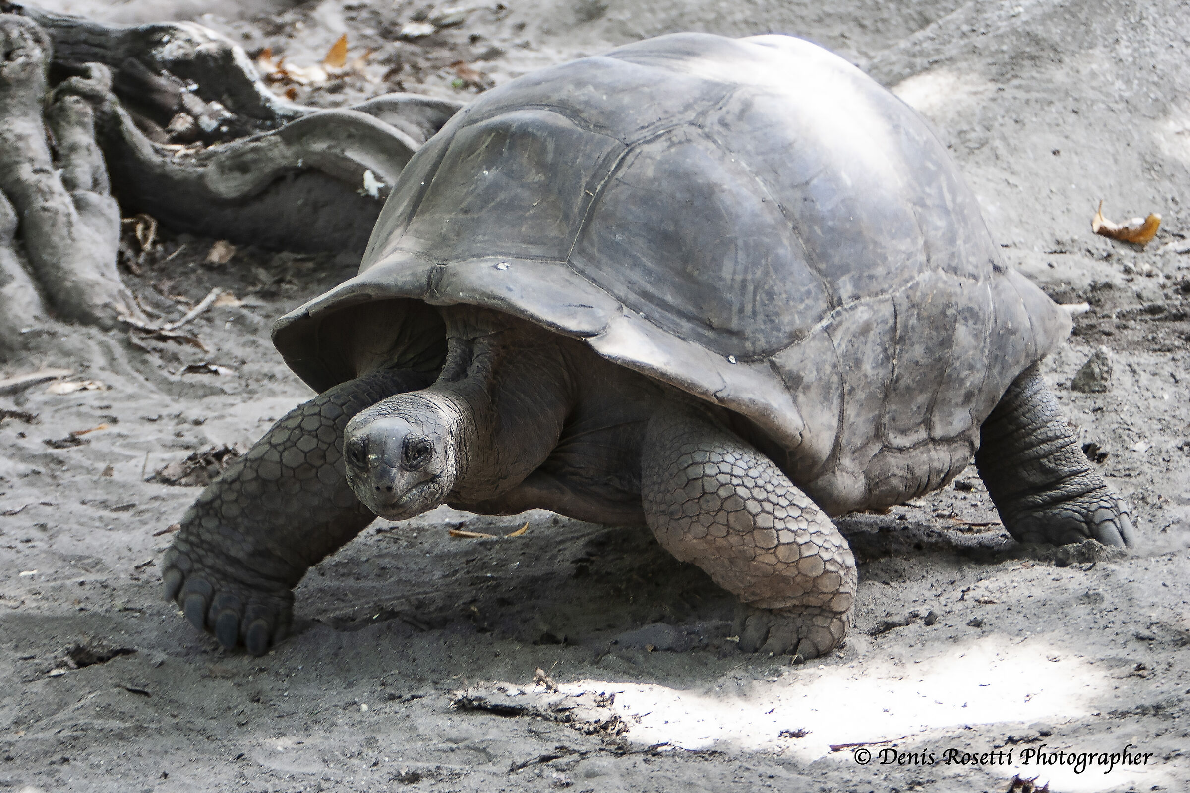 Tartaruga di Aldabra. Seychelles