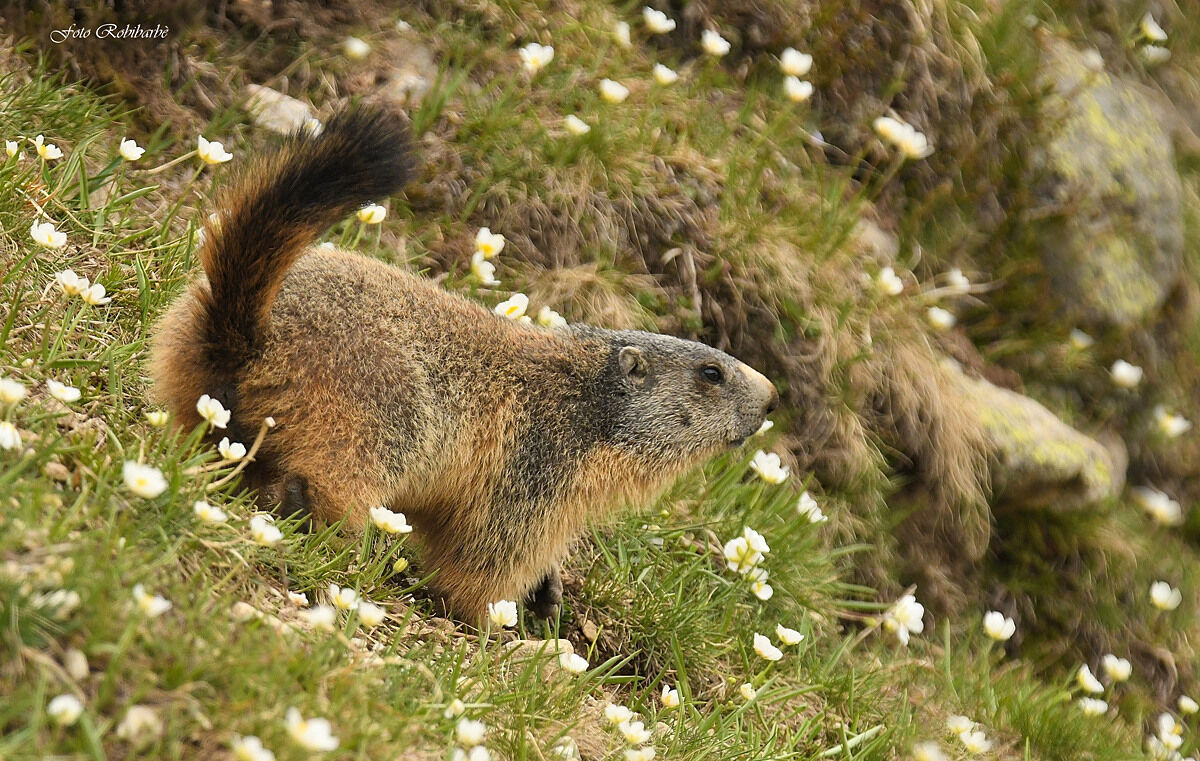 Marmot....