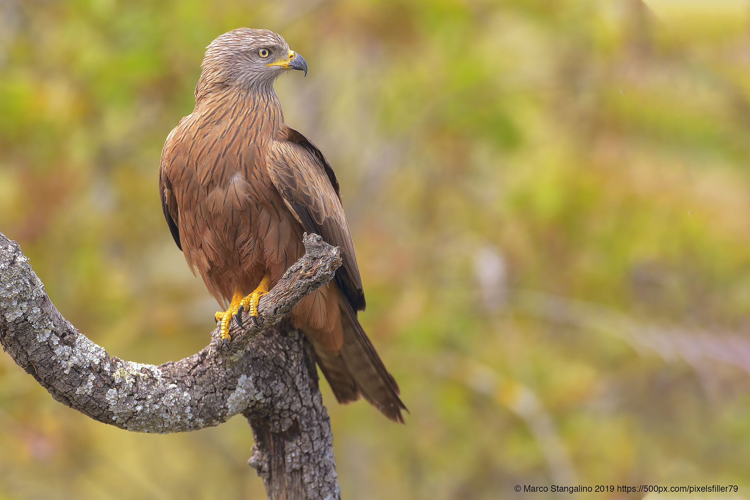 Black Kite....