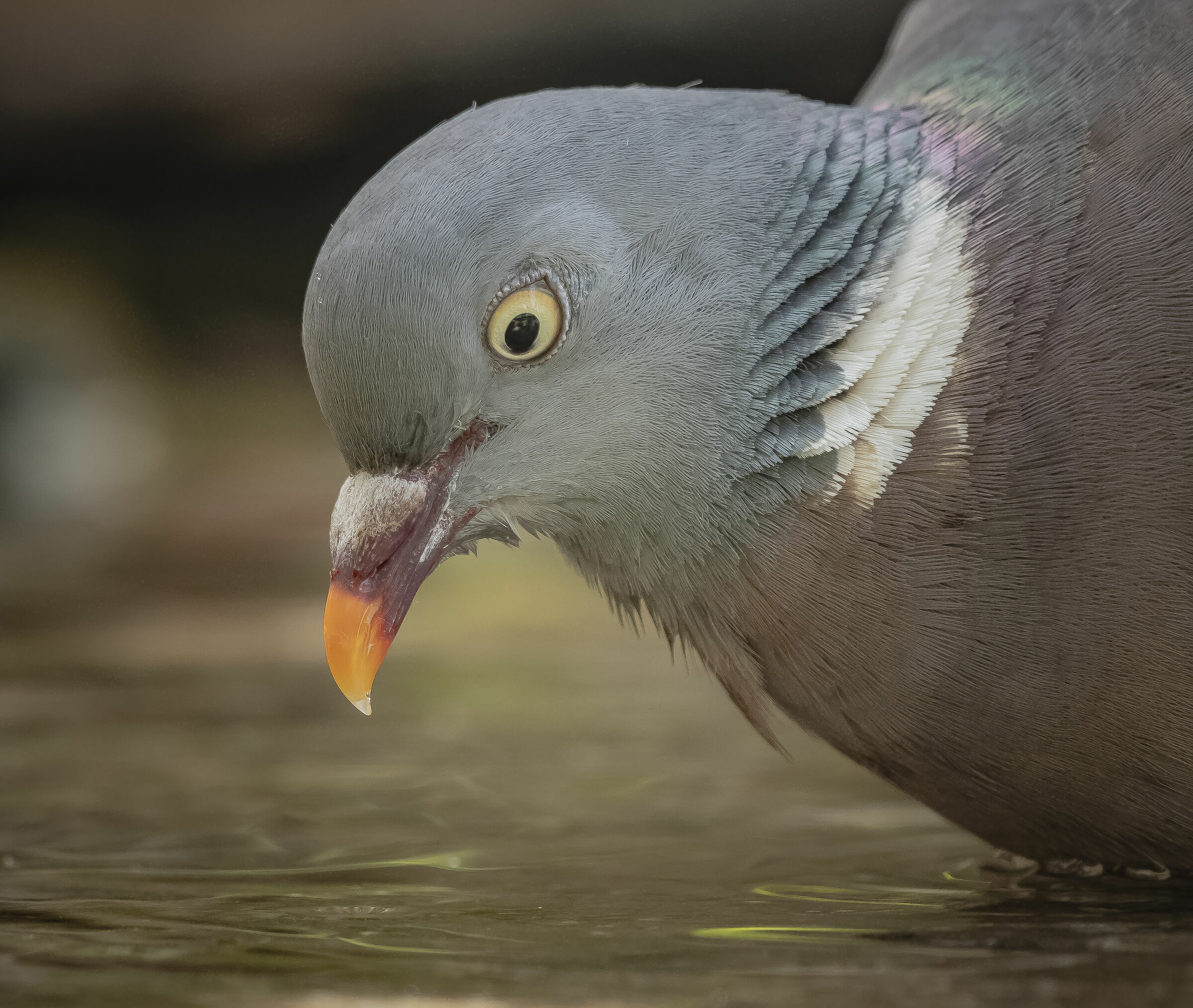 Portrait of a Columbine