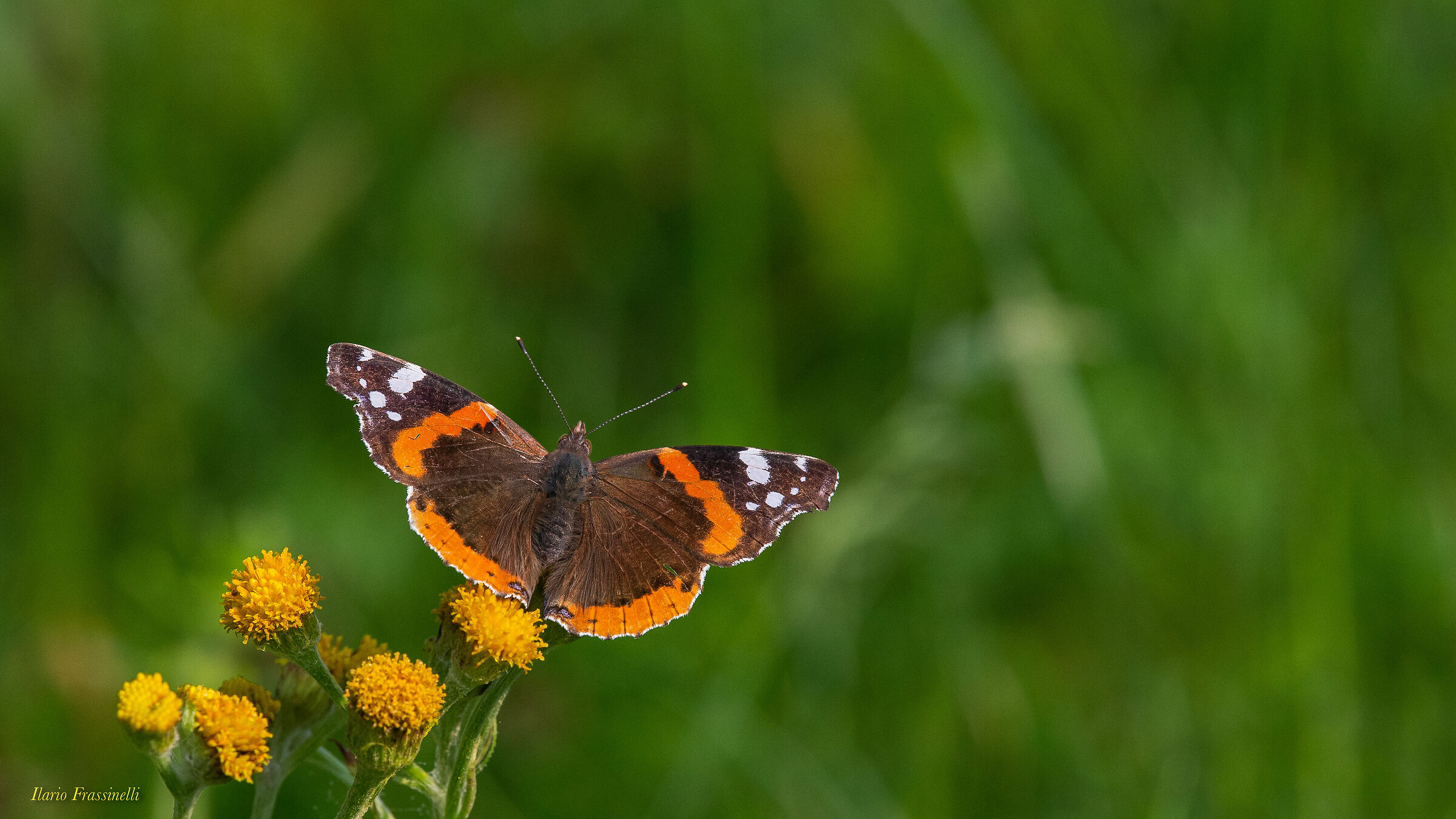 Vanessa Atalanta