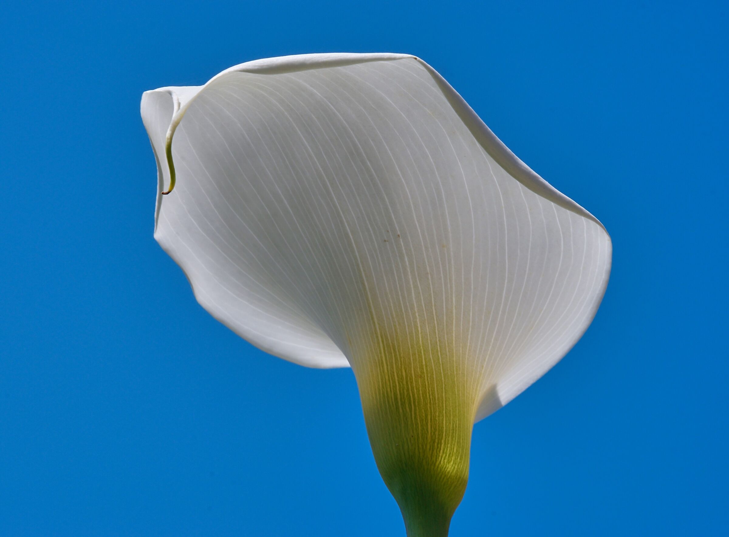 Un riparo dal sole estivo