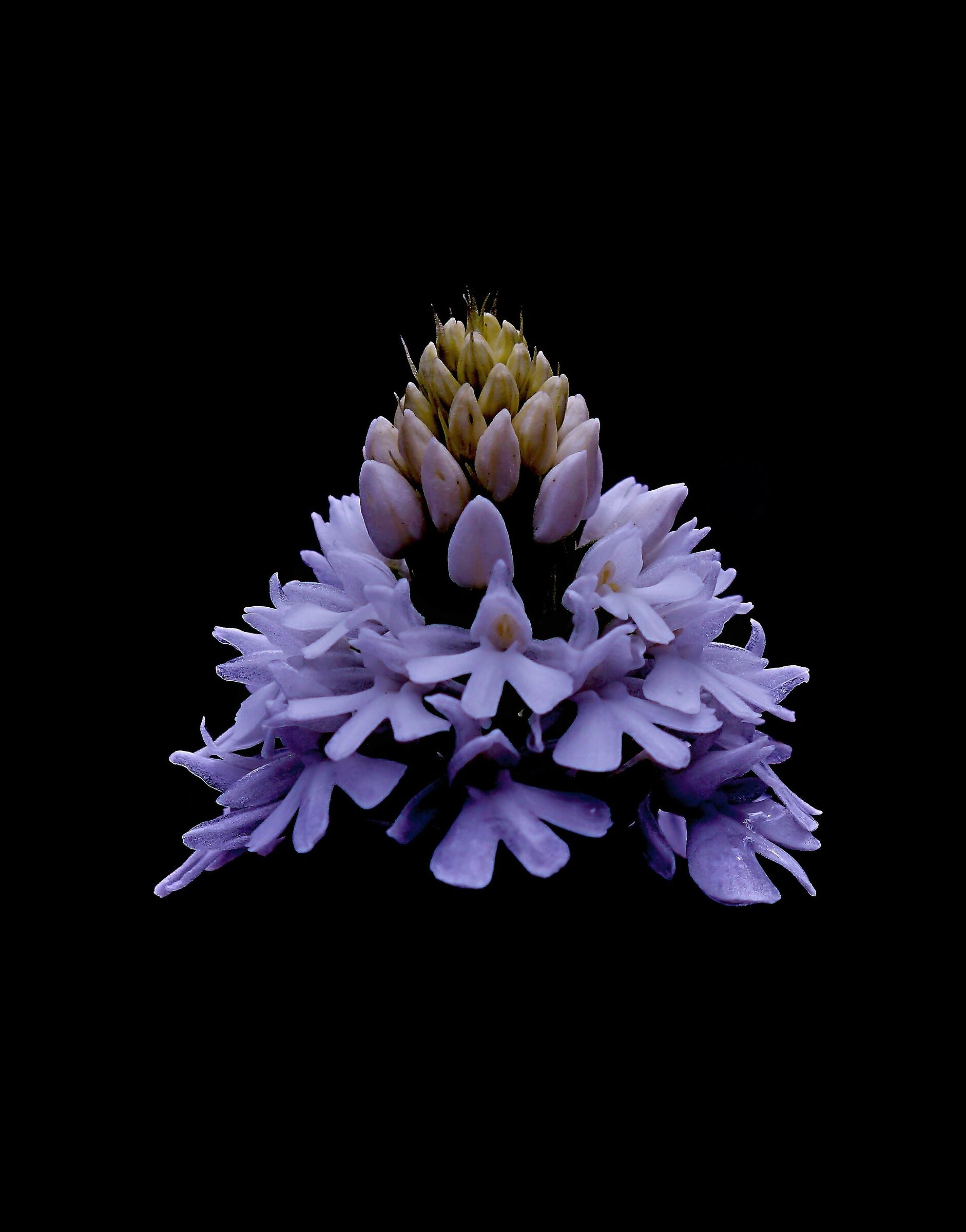 Anacamptis pyramidalis var. nivea