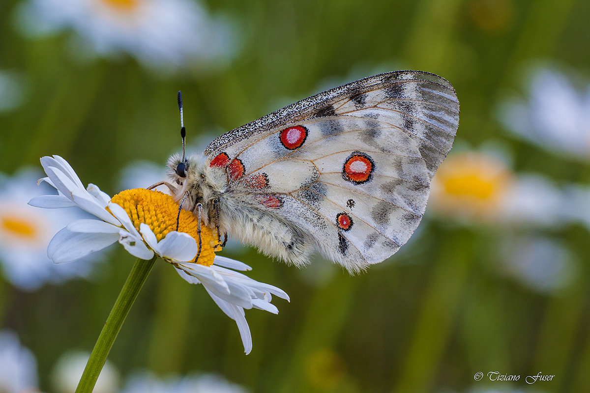 among the daisies apollo