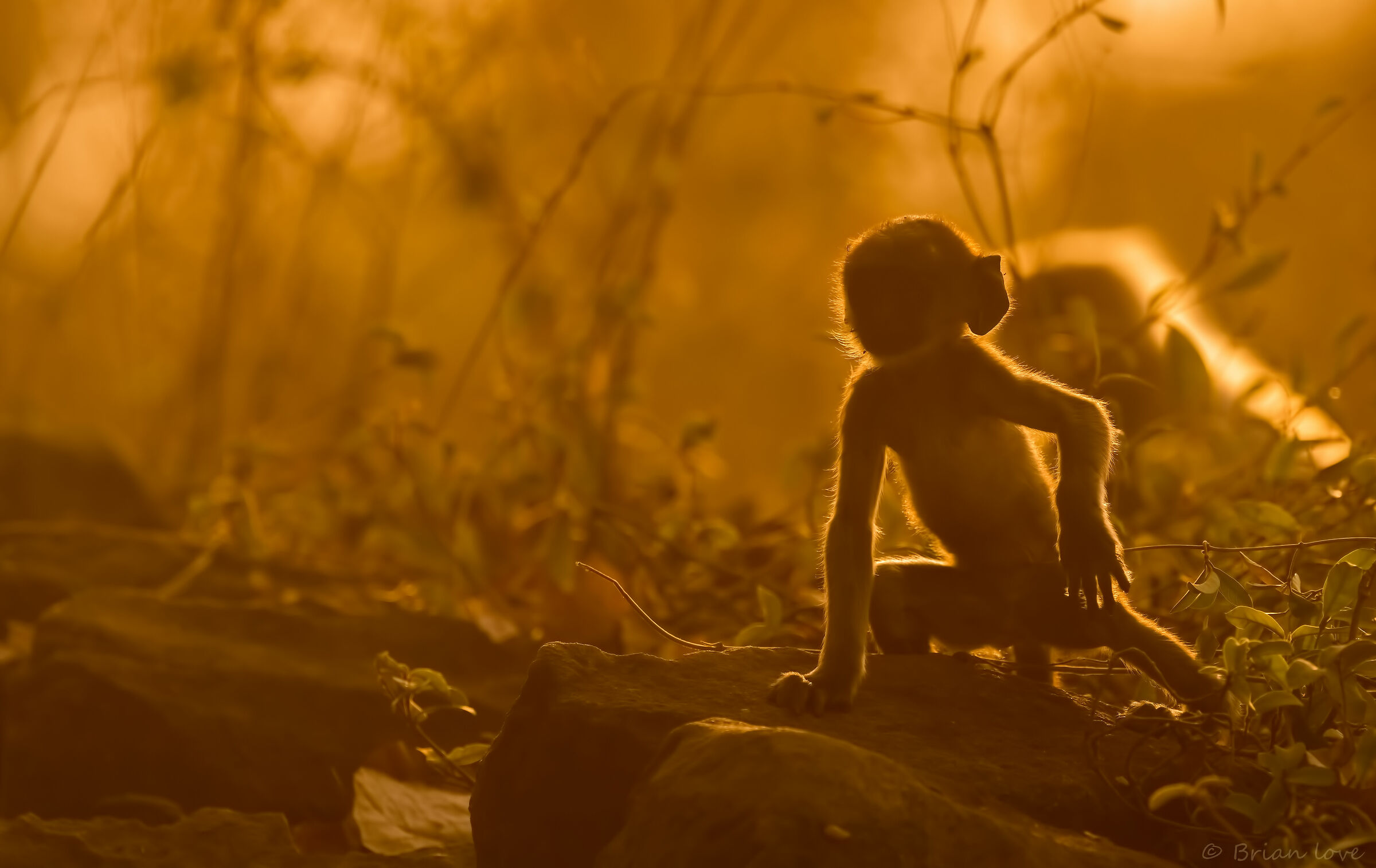 Gollum alla ricerca del prezioso!