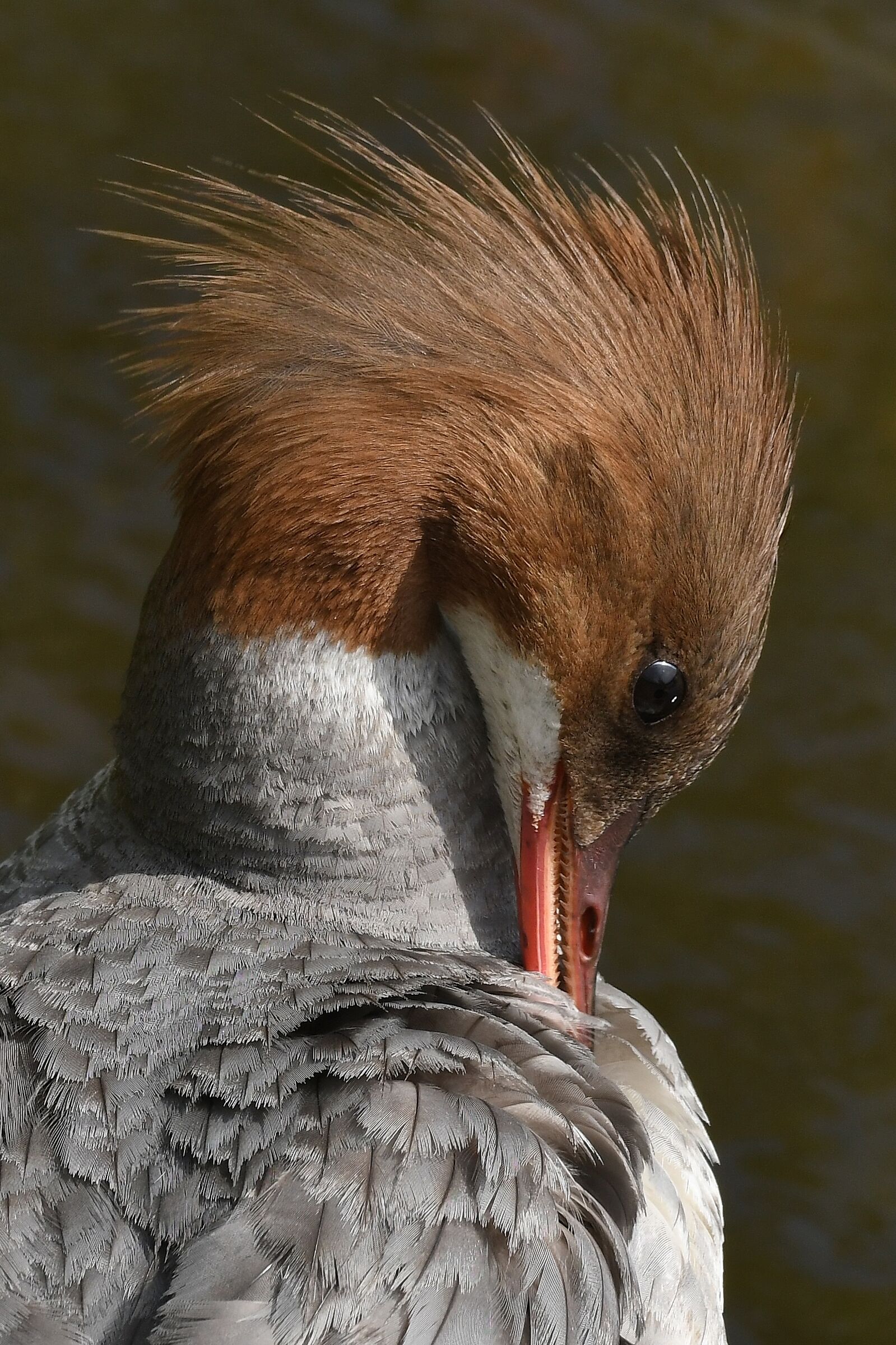 Mergus merganser