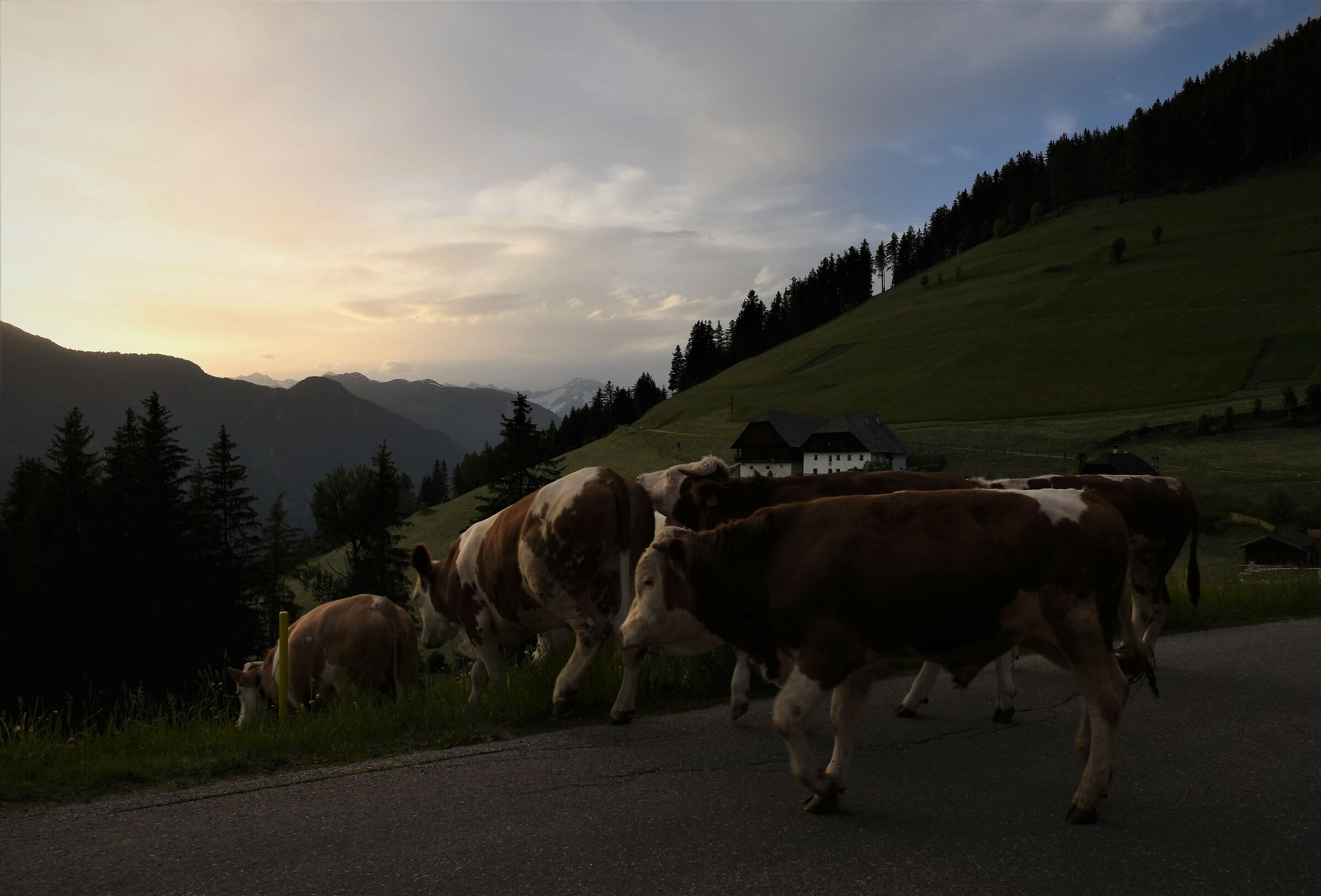 quando le mucche fanno.... muhhhh....