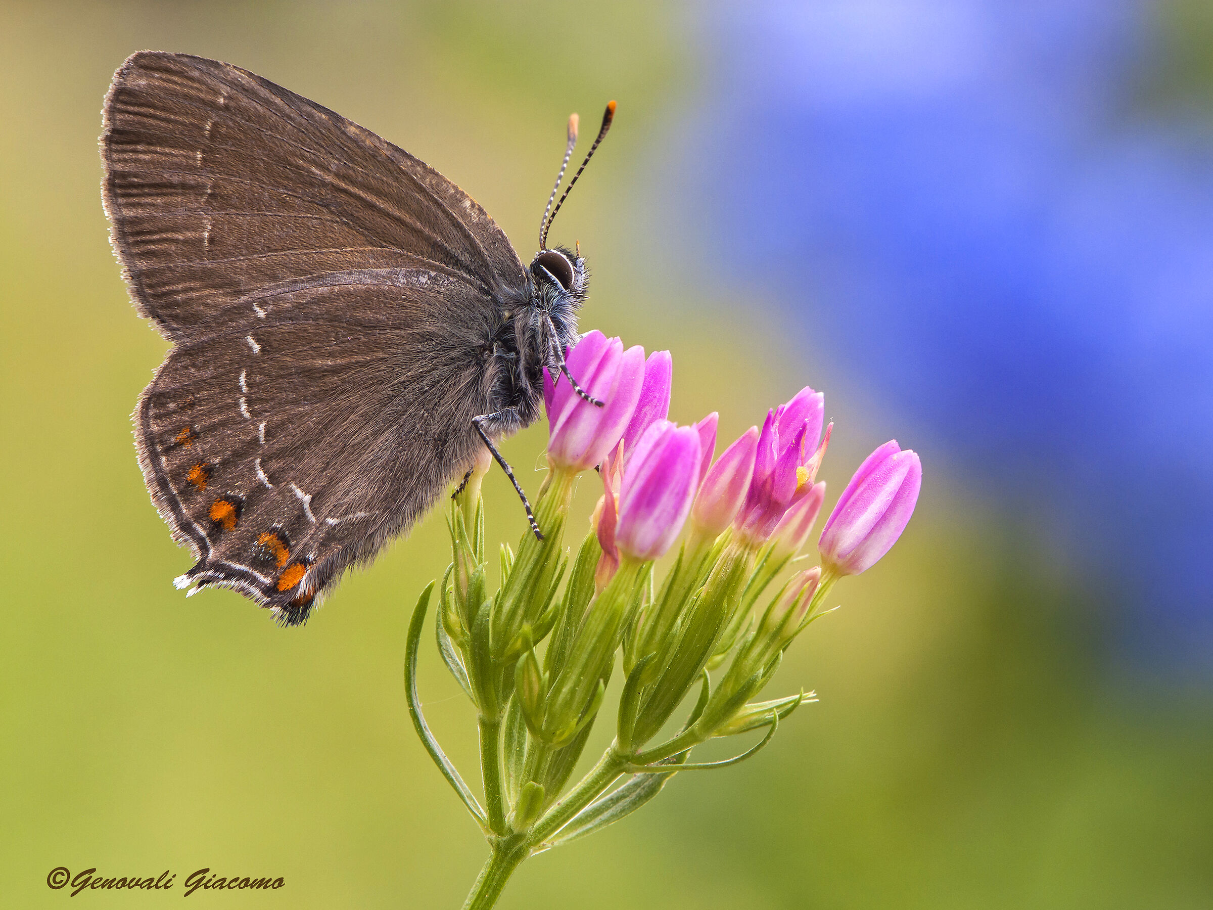 The Queen of the Bramble