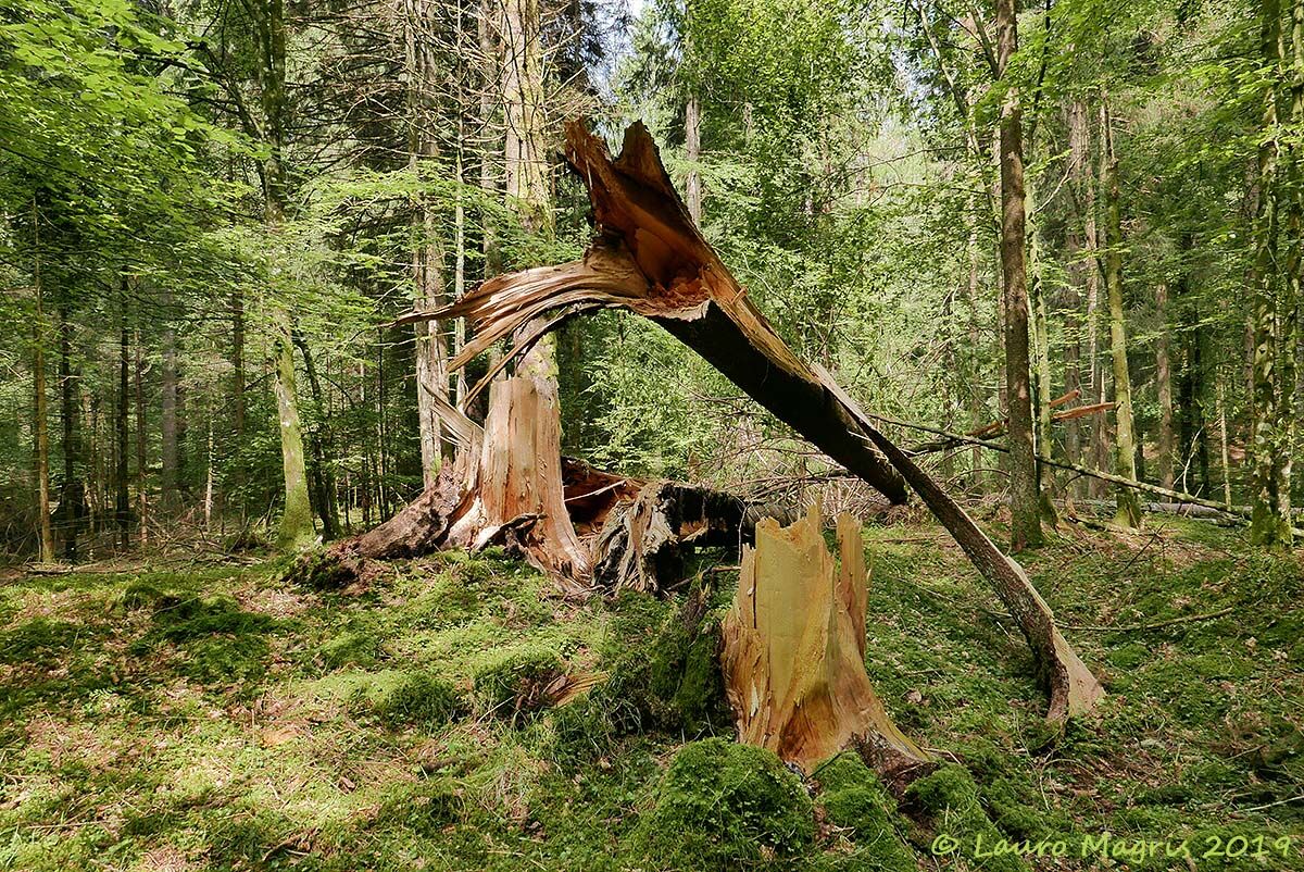 Schianti in Cansiglio