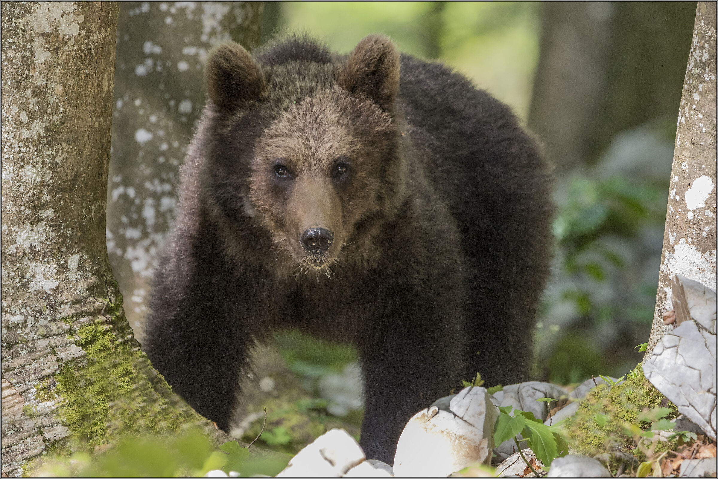 orso in arrivo