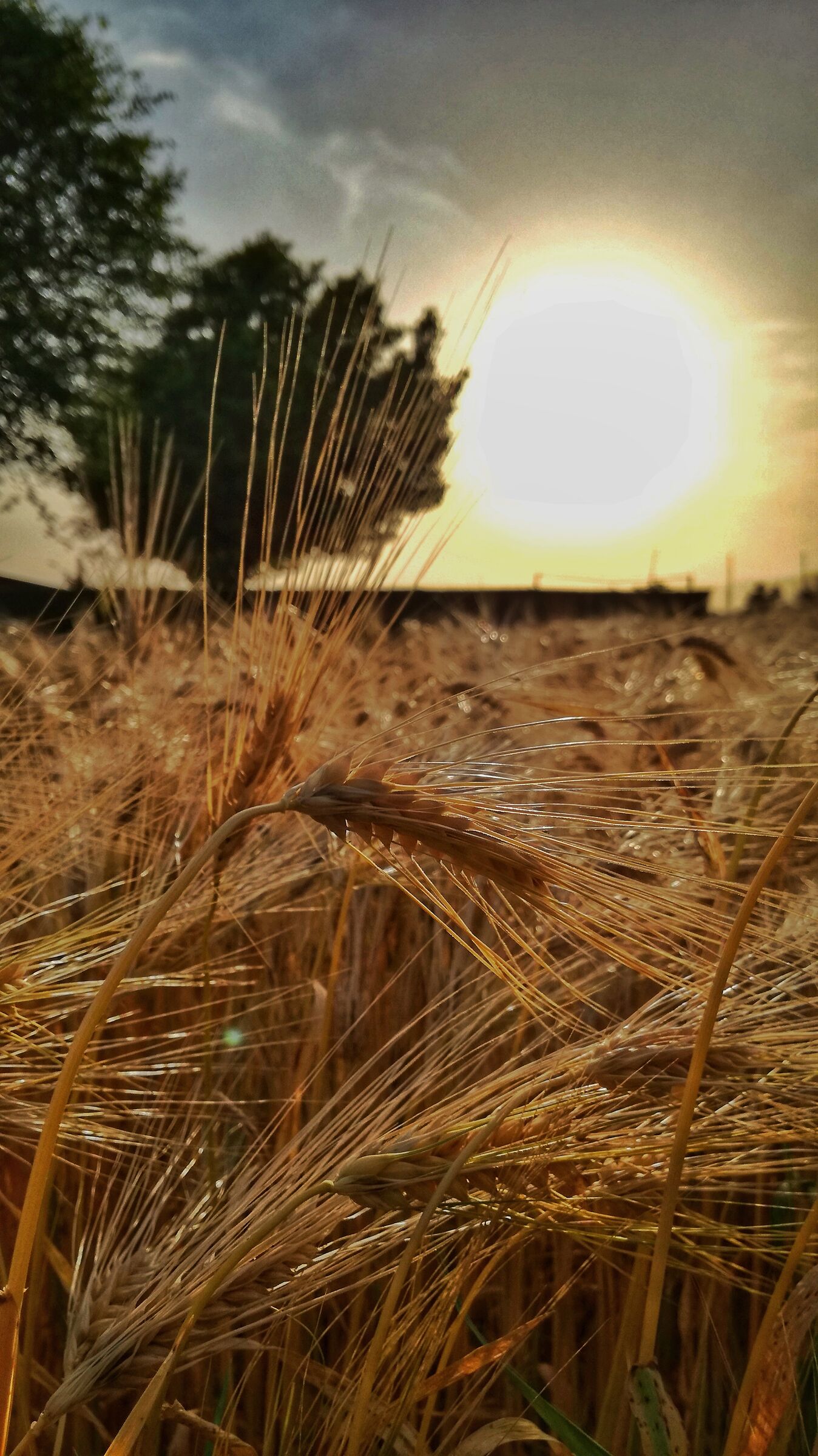 An Ear of Wheat