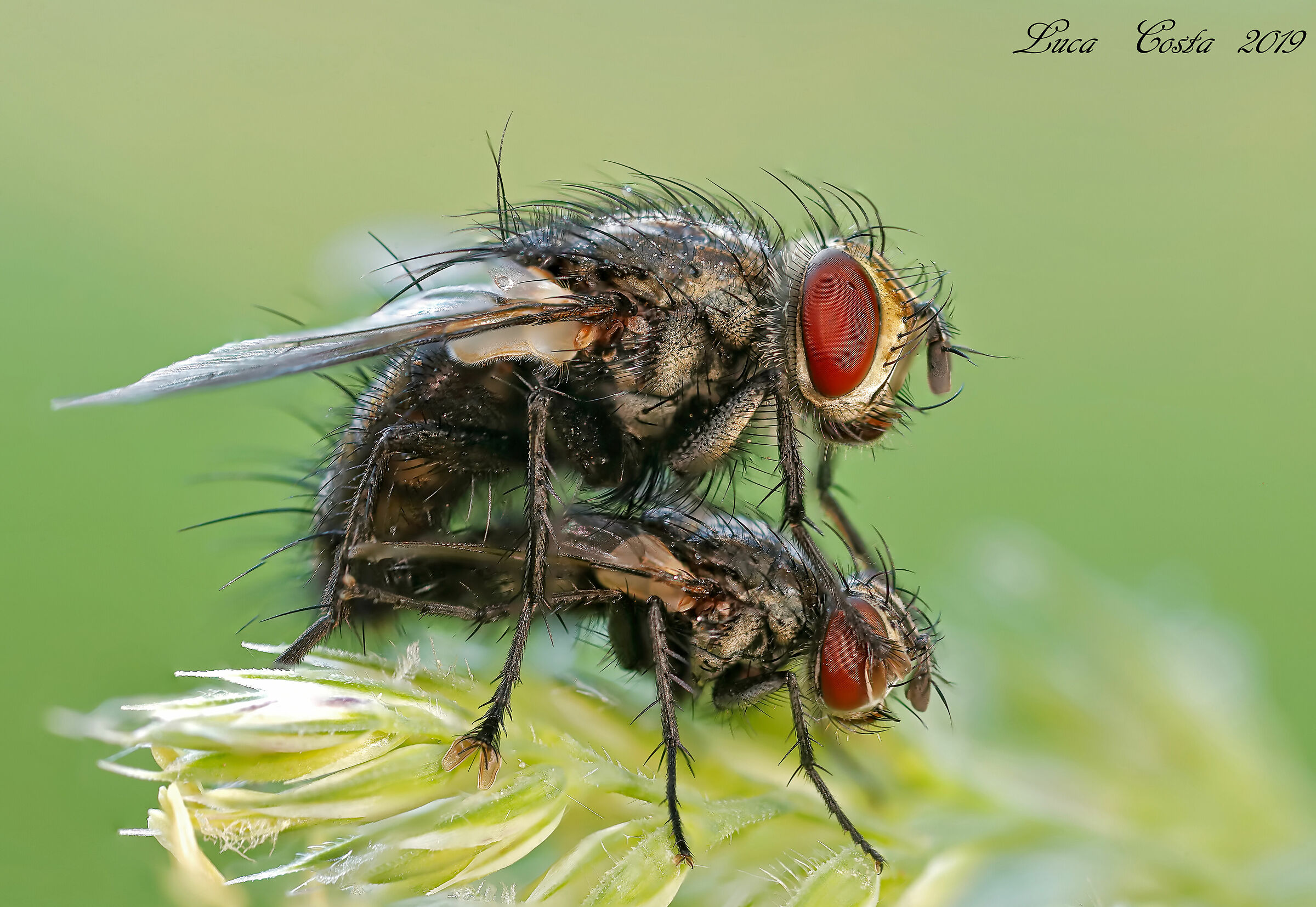 Anche le mosche lo fanno