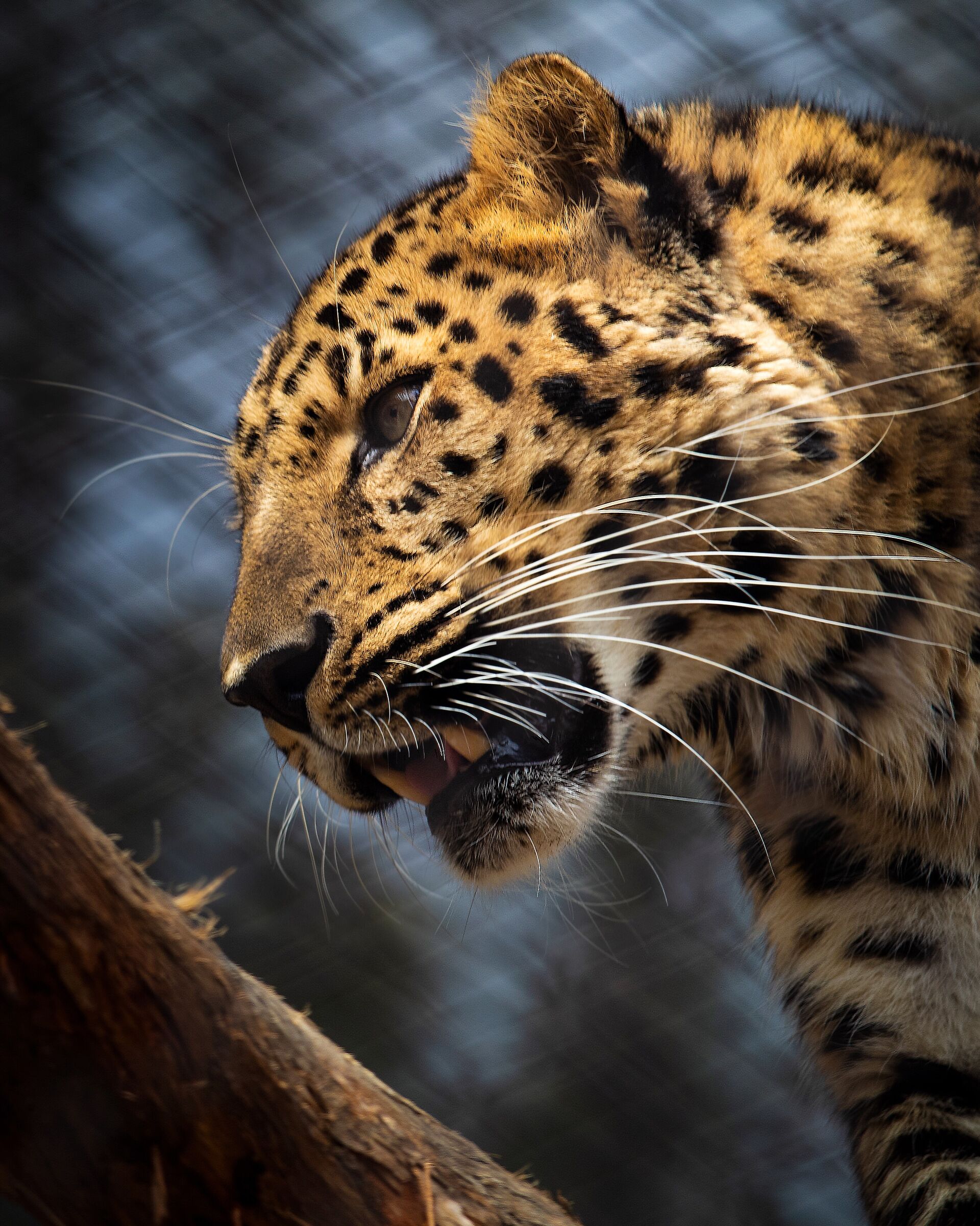 Leopard in San Diego