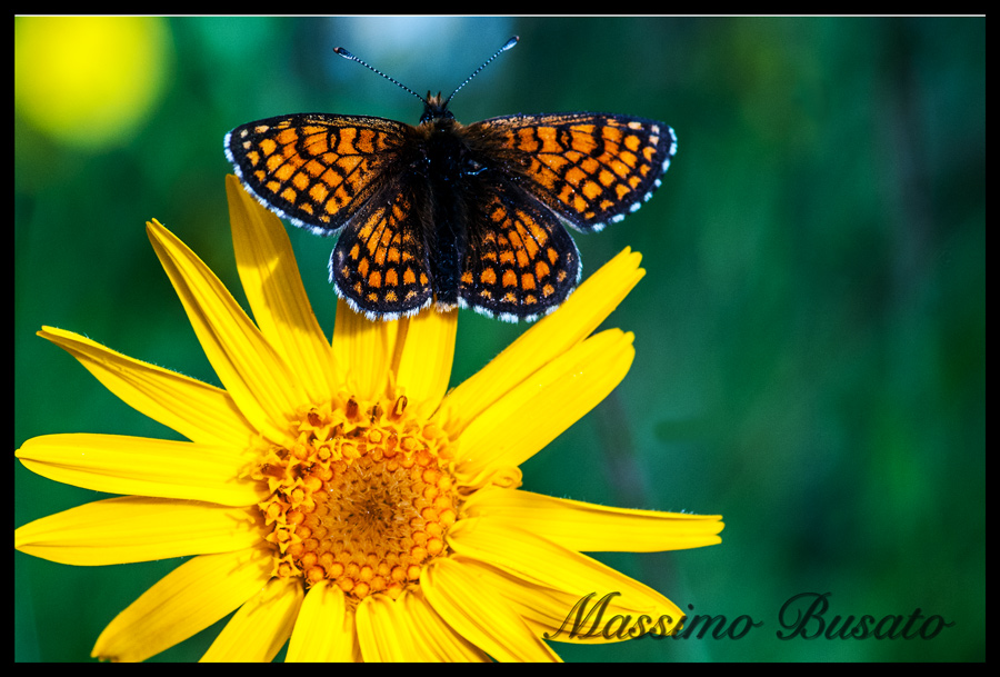 flower and butterfly