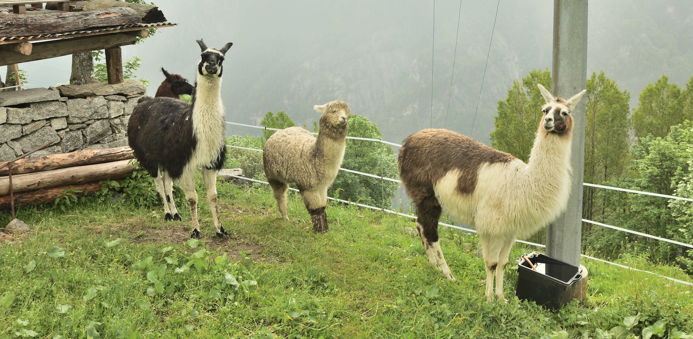 in the middle of the two blades an alpacas