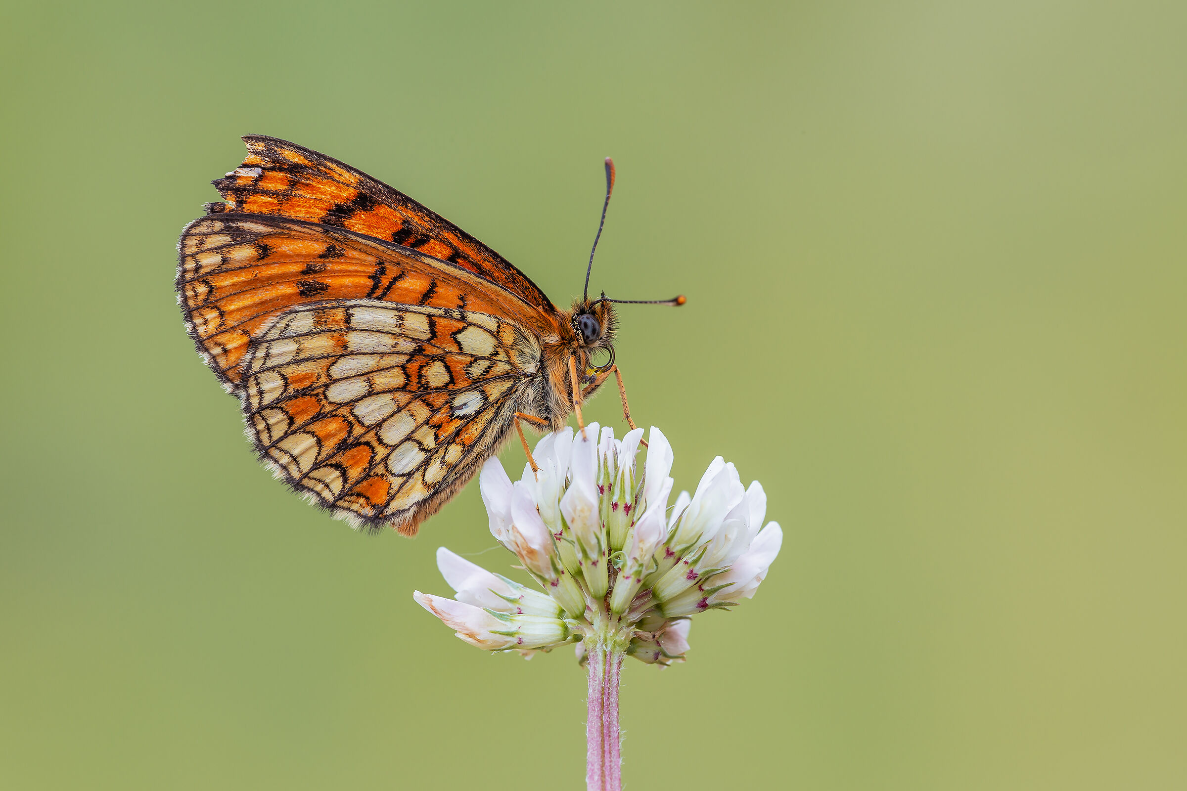 Melitea un po' sciupata