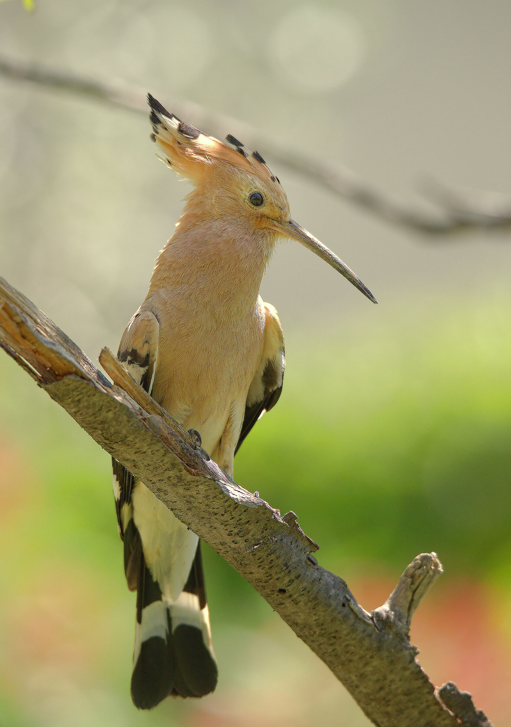 Hoopoe
