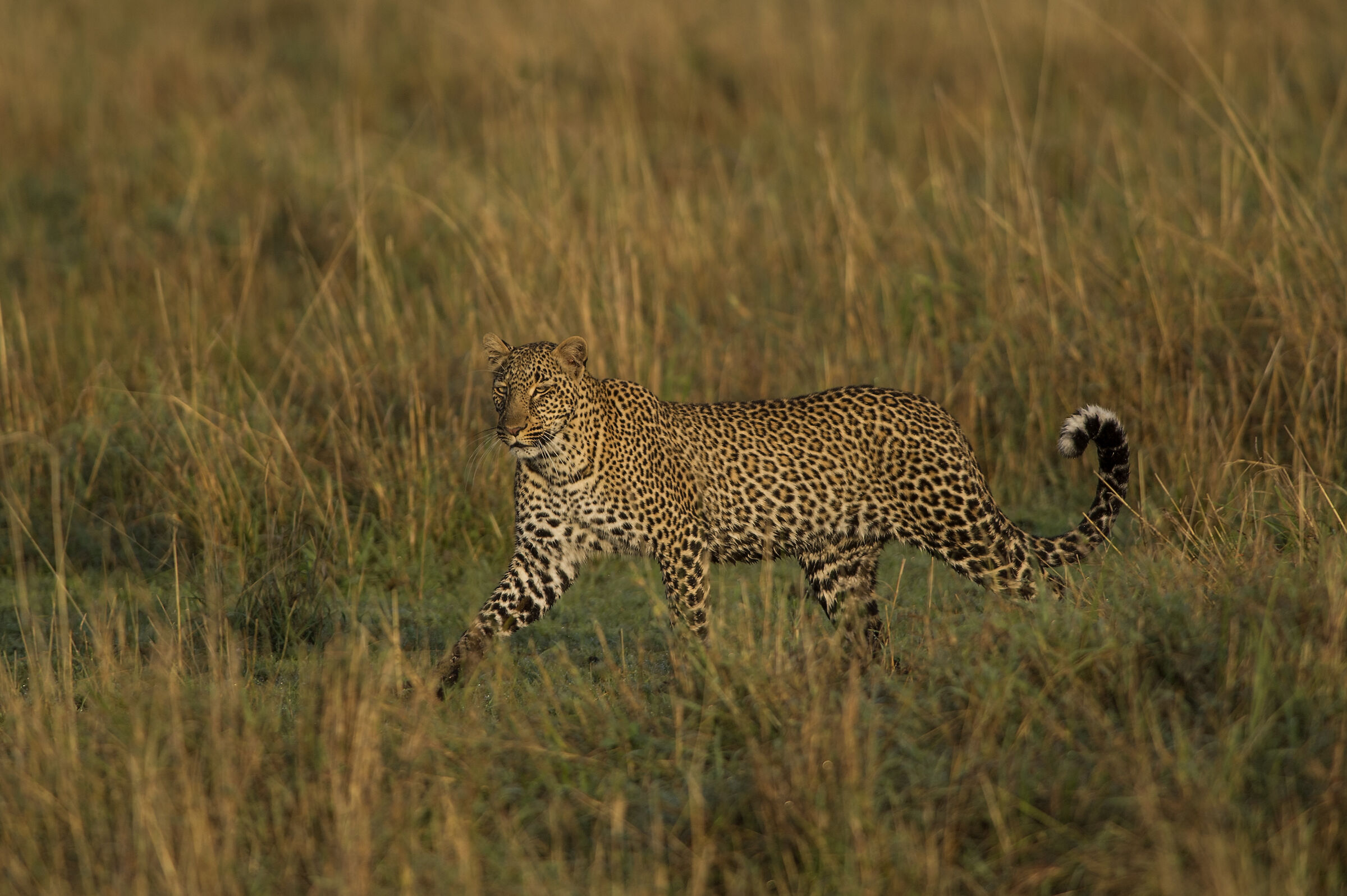 A caccia di primo mattino