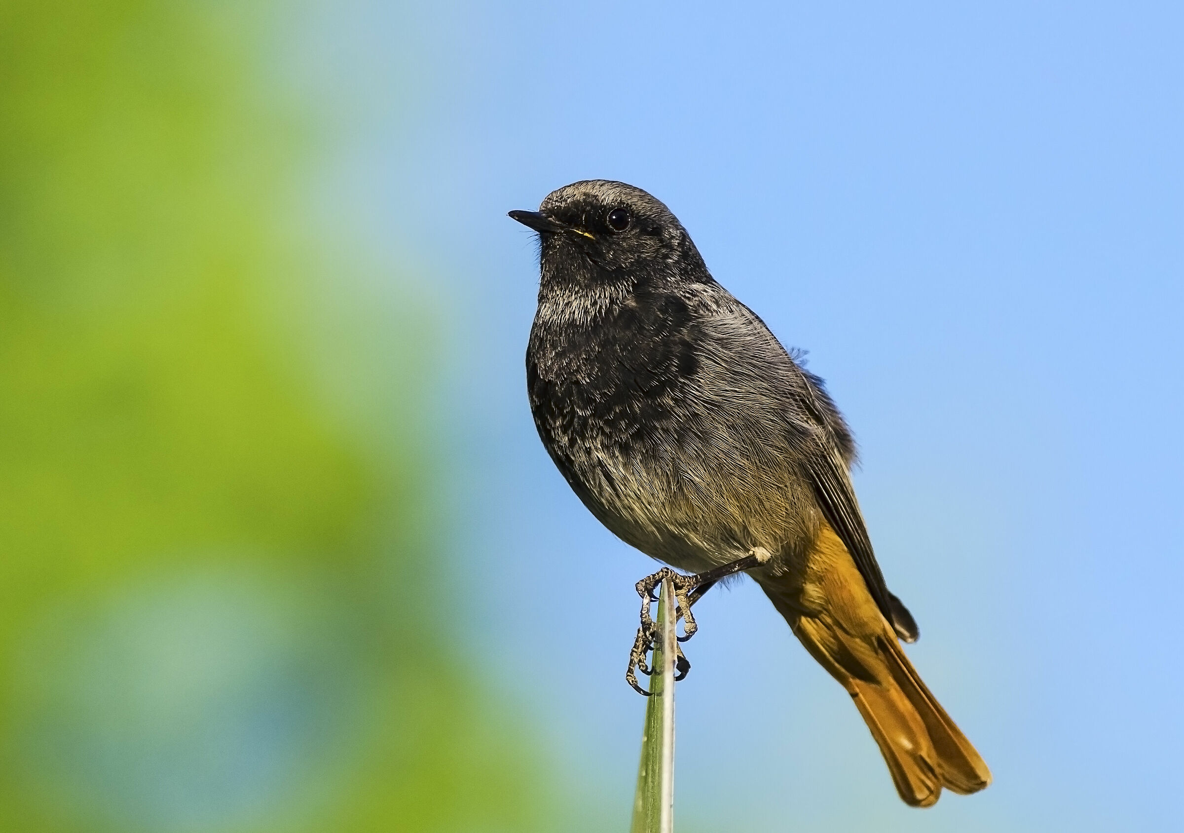 Phoenicurus ochruros