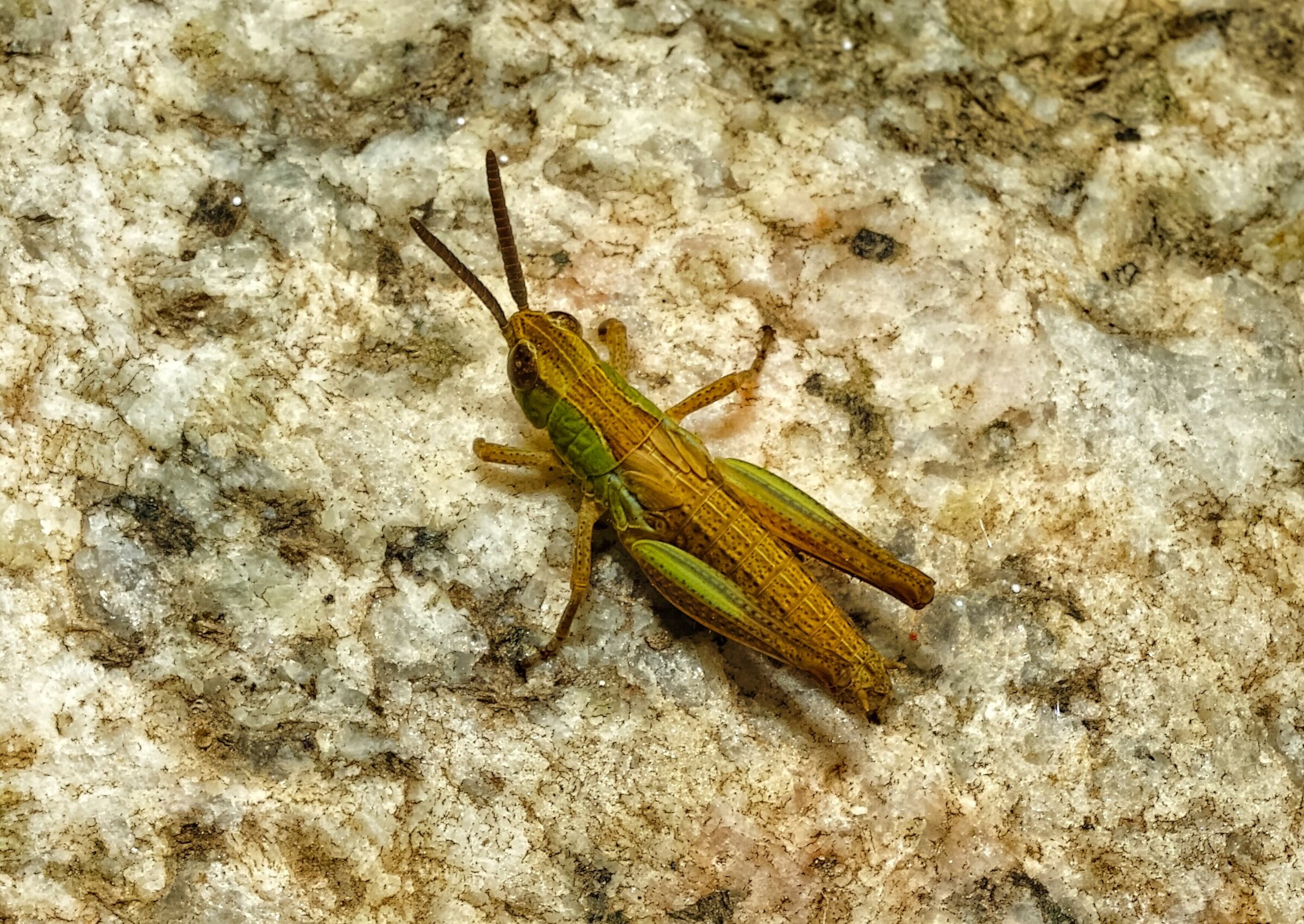 Grasshopper