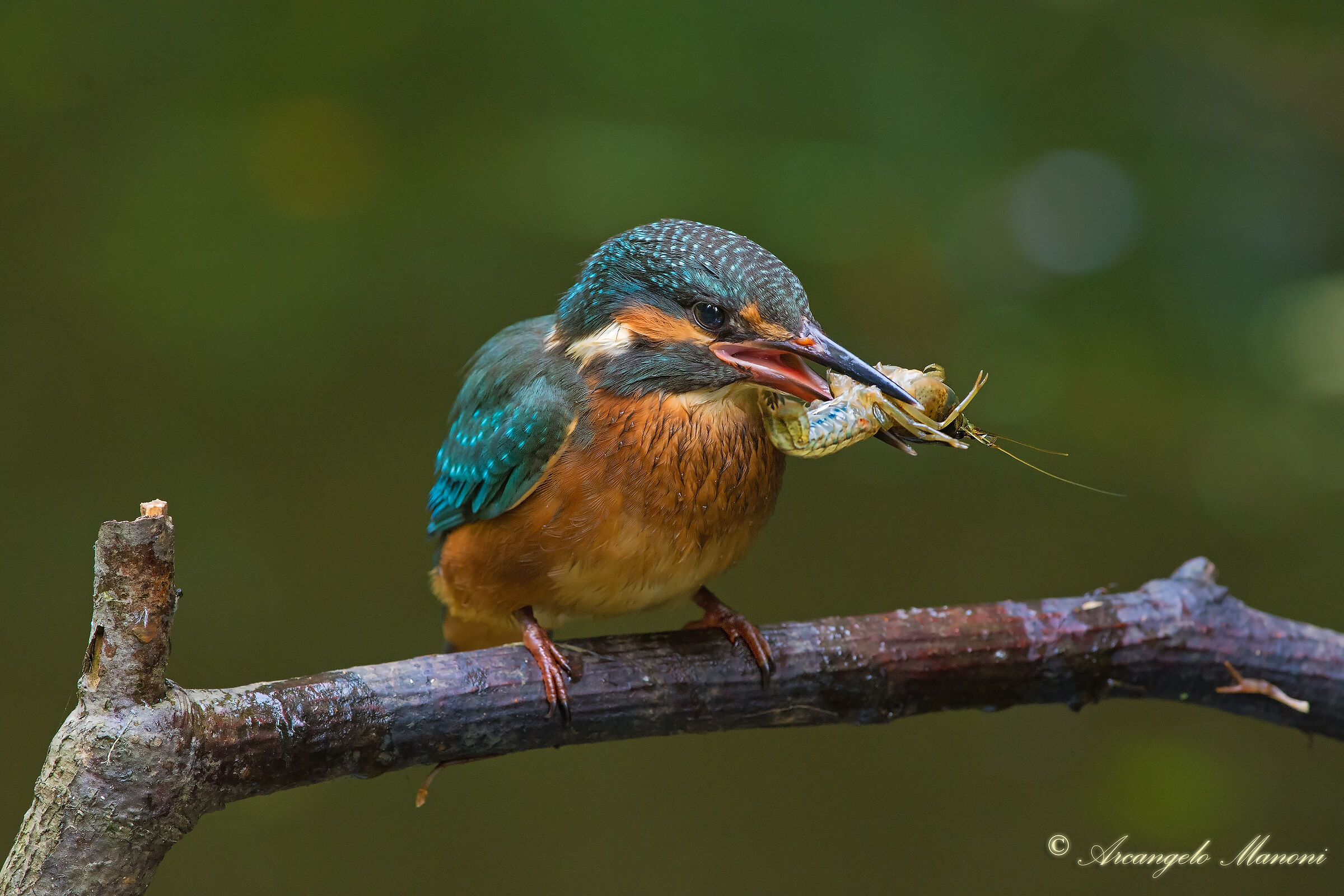 Young martini grappling with his first prey