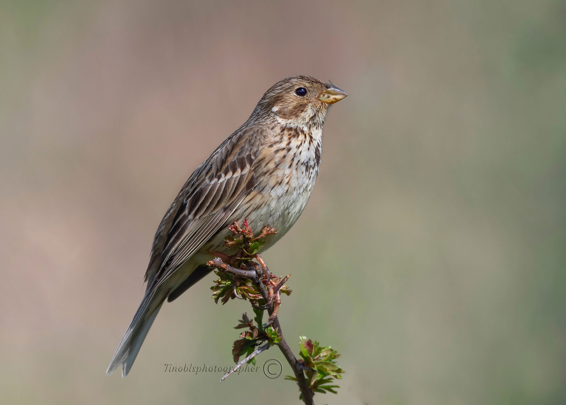 Strillozzo (Emberiza grille)