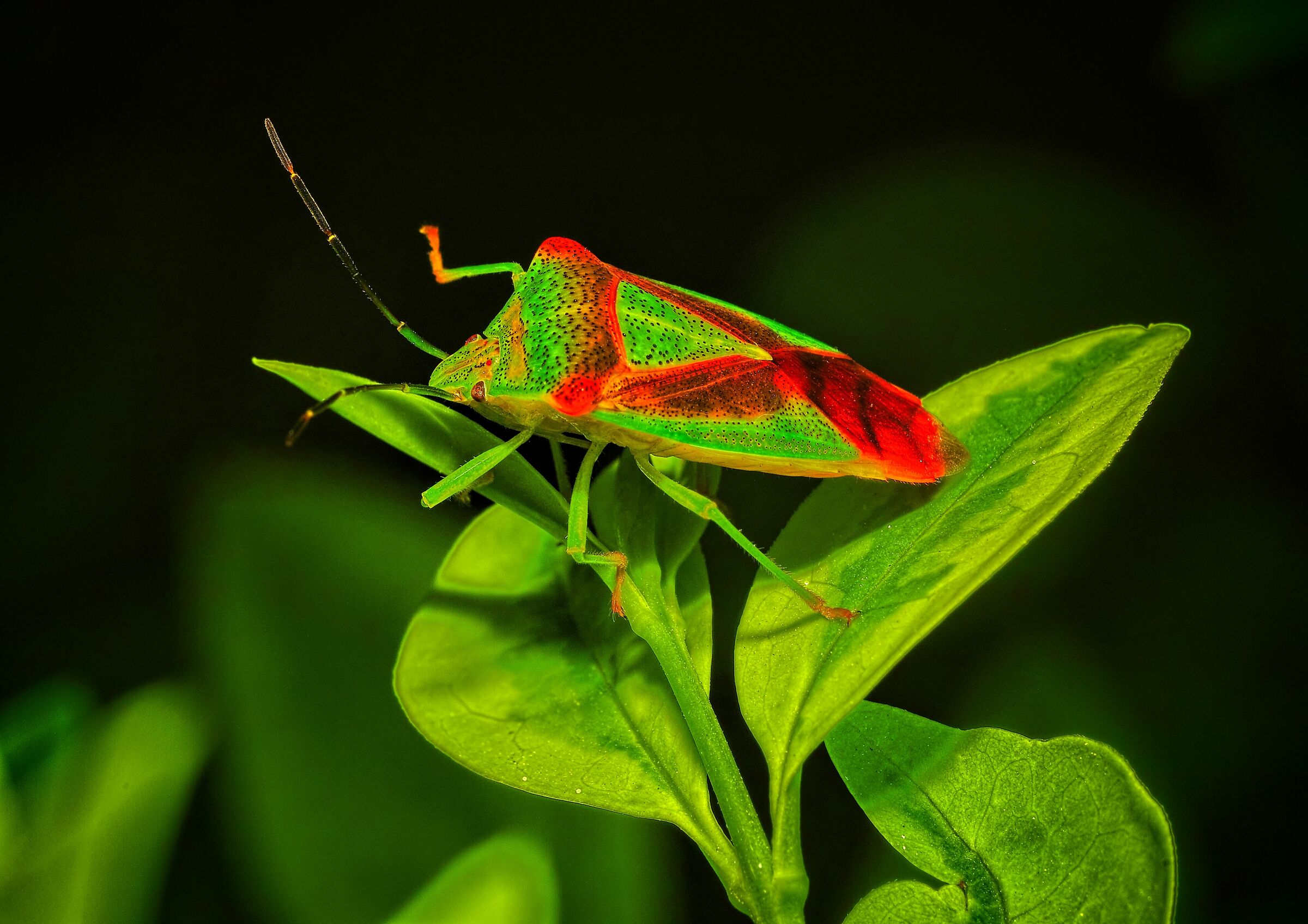 Acanthosoma emorrhoidale
