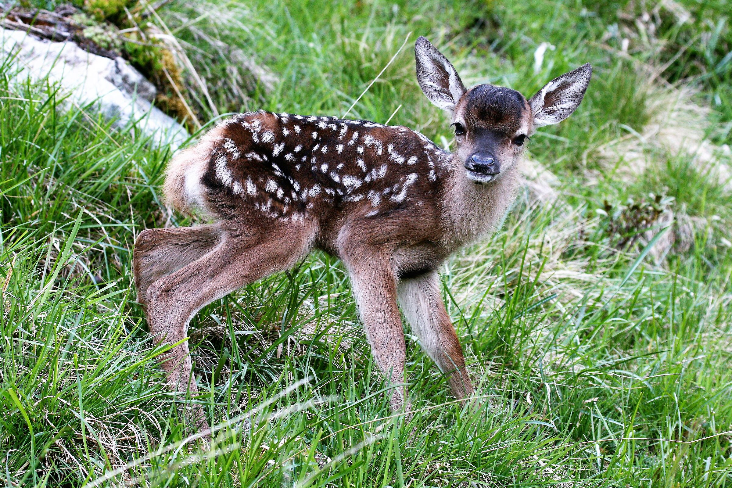 Willkommen im Wald! (Welcome to the woods)