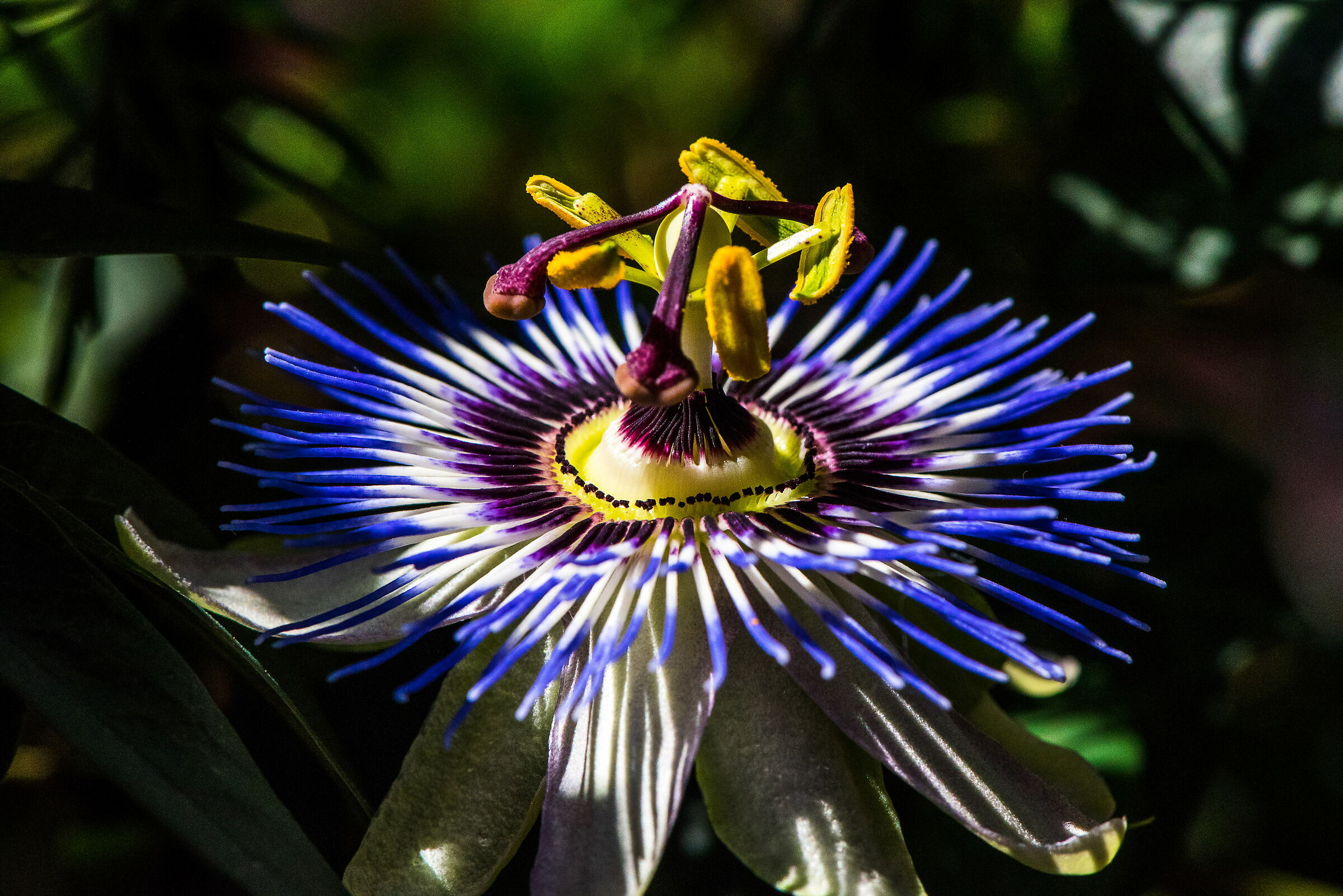 passiflora