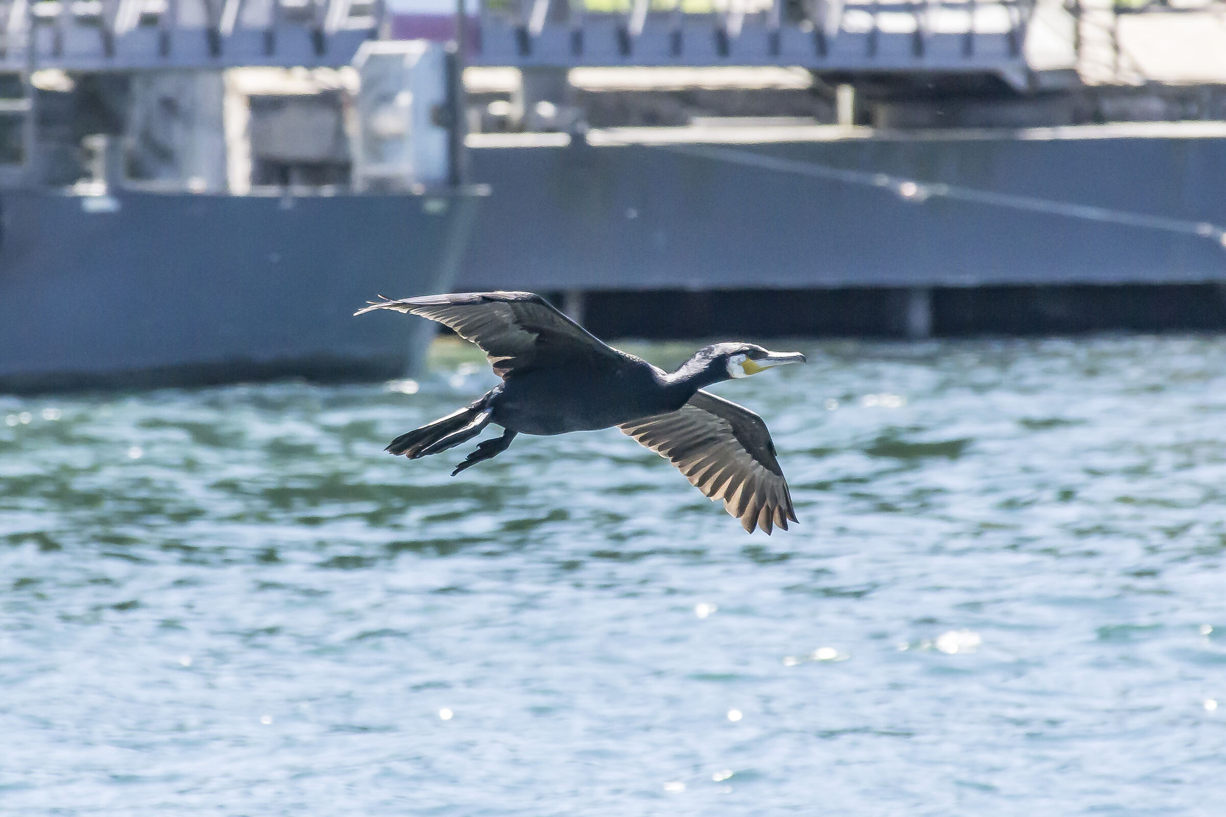 Cormorano