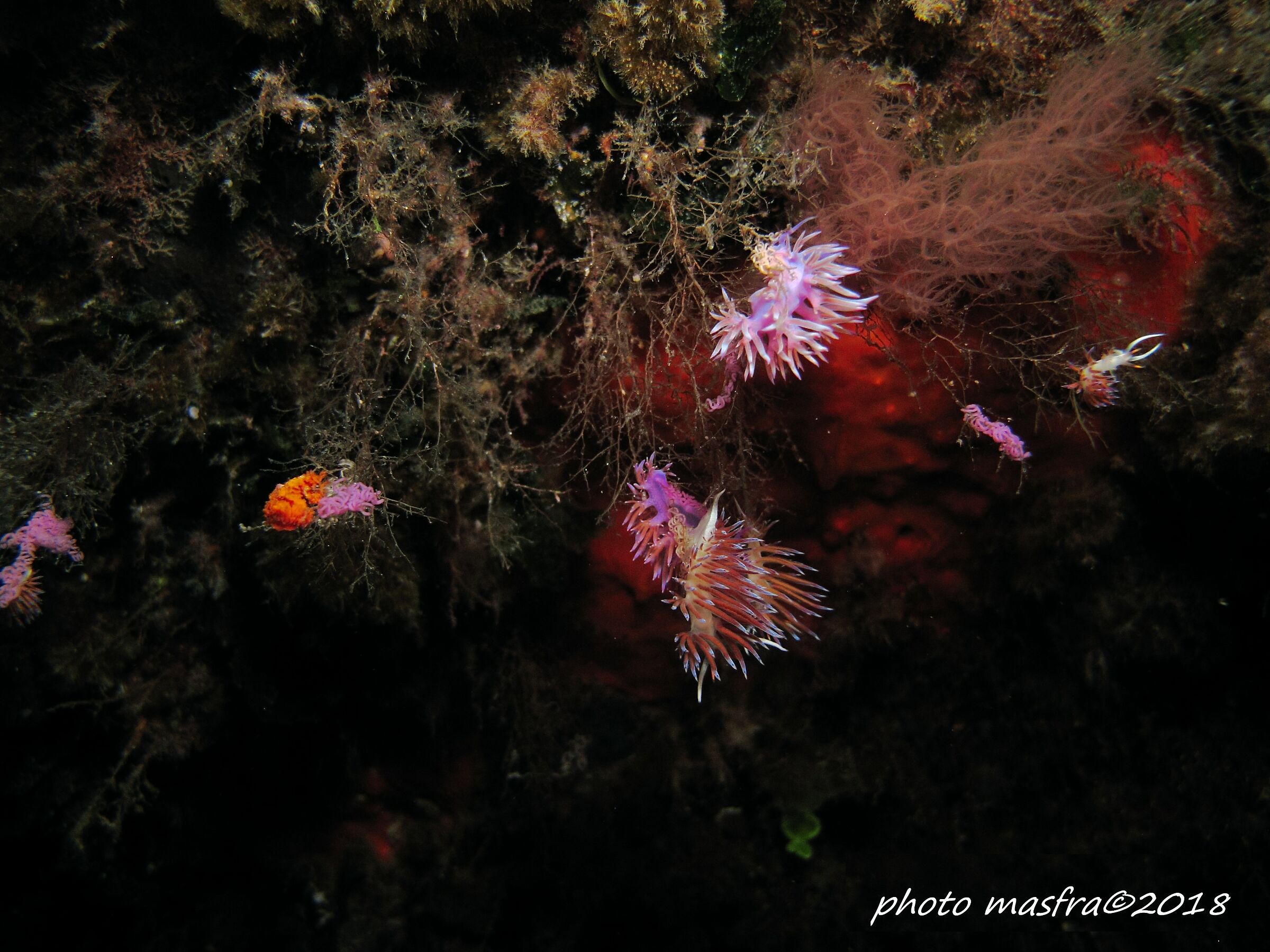 Cratene "in love" in Punta della fica, Capraia